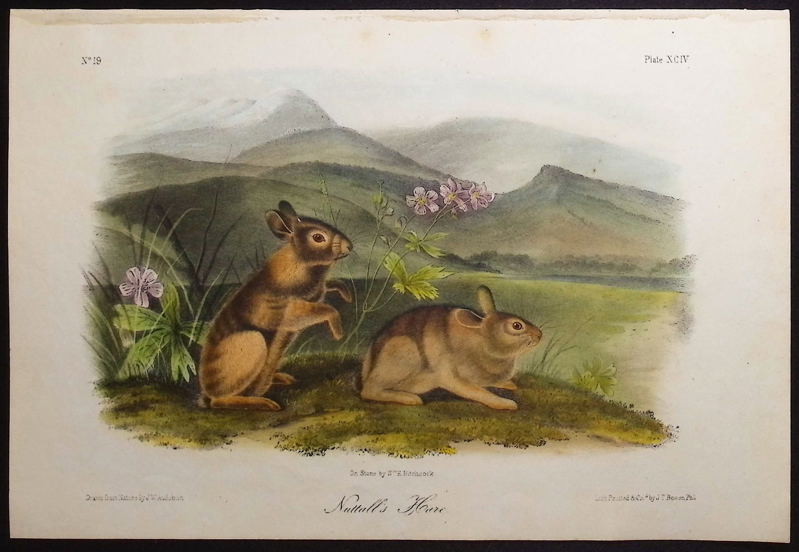 Audubon - 4 Hare Lithographs - 4