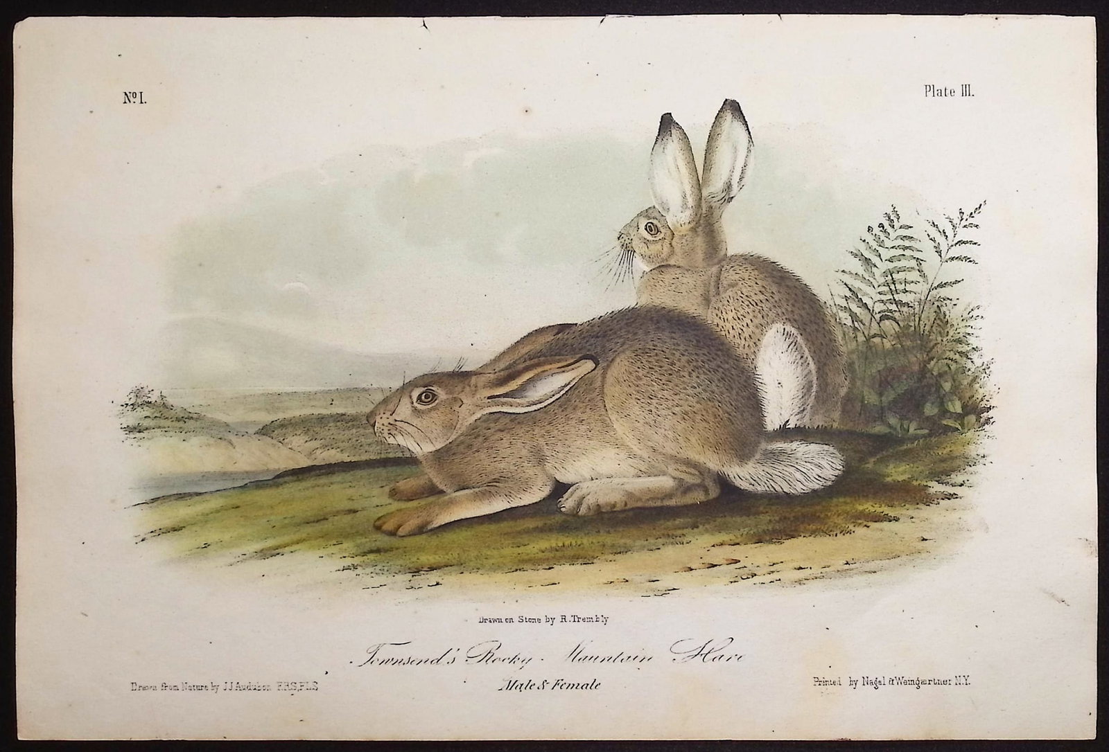 Audubon - 4 Hare Lithographs - 5