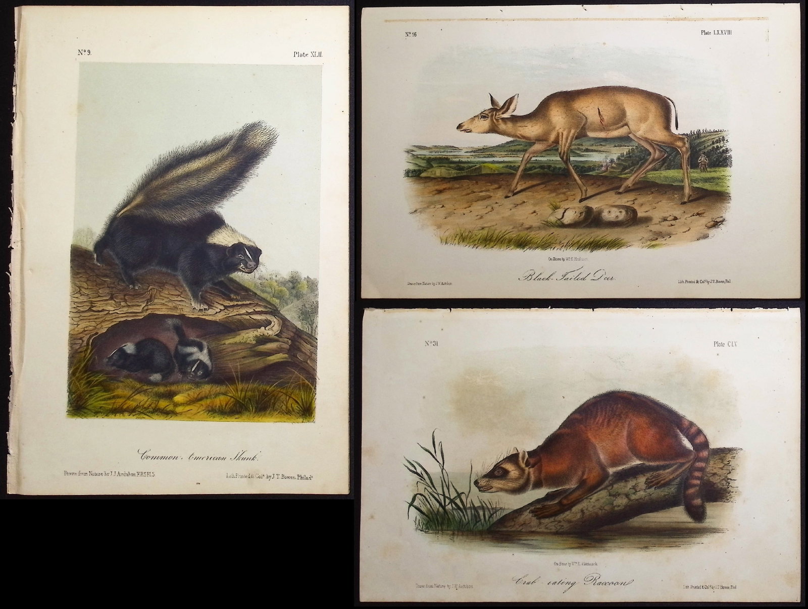 Audubon - 5 Quadruped Lithographs: Skunk, Marten, Deer, Fox: Included in this lot: Common American Skunk. 43 Pennant's Marten or Fisher. 41 Black Tailed Deer. 78 Jackall Fox. 151 Crab-eating Raccoon. 155 Description of the work: This octavo lithograph is from J