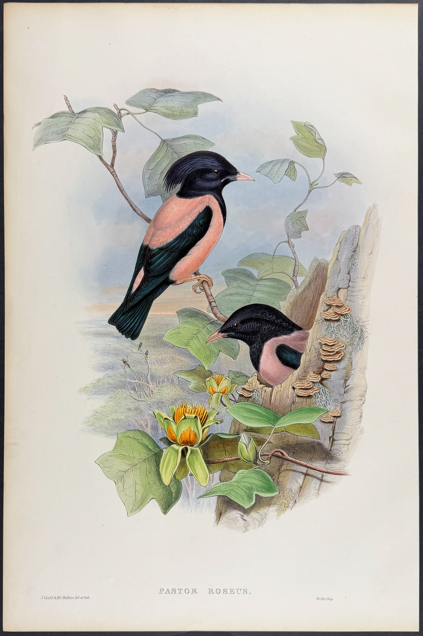 Gould, Great Britain - Rose-coloured Pastor: This remarkable folio lithograph with hand-finished color is from the esteemed John Gould?s Birds of Great Britain. The work was published in London between 1862 and 1873. The plate available here is 