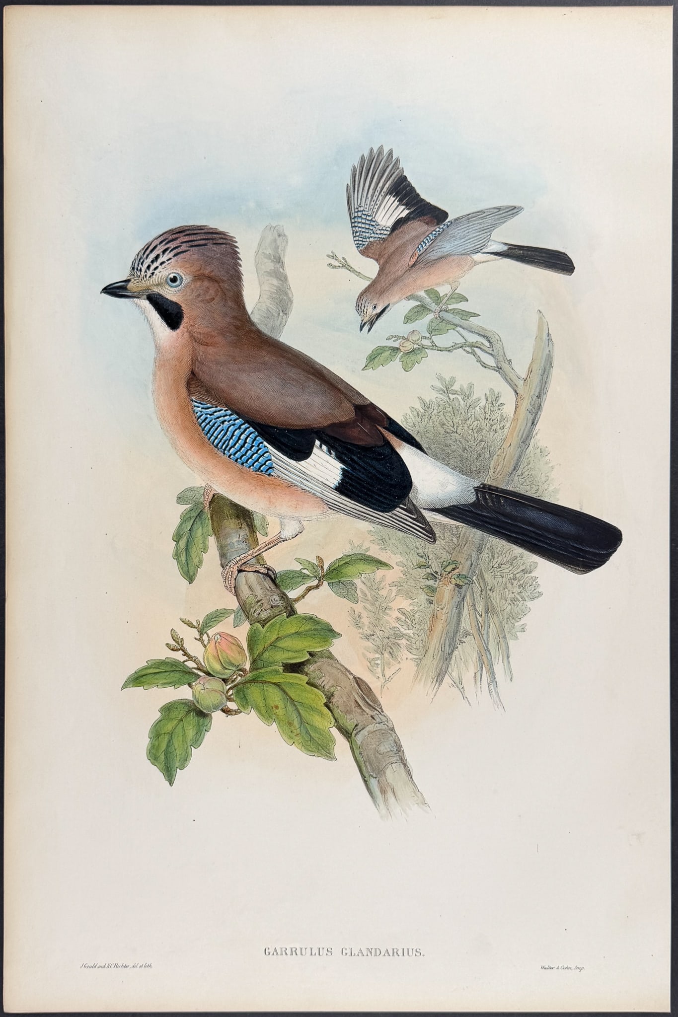 Gould, Great Britain - Jay: This remarkable folio lithograph with hand-finished color is from the esteemed John Gould?s Birds of Great Britain. The work was published in London between 1862 and 1873. The plate available here is