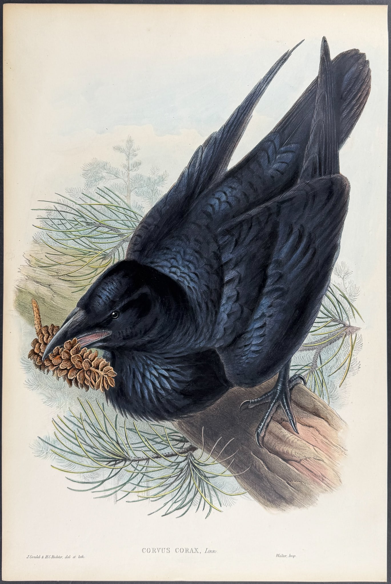 Gould, Great Britain - Raven: This remarkable folio lithograph with hand-finished color is from the esteemed John Gould?s Birds of Great Britain. The work was published in London between 1862 and 1873. The plate available here is