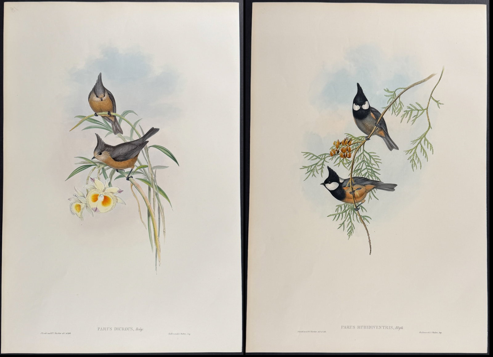 Gould, Asia - 4 Tit Lithographs: Included in this lot: Grey Tit [Parus Dichrous] Rufous-bellied Tit [Parus Rubiventris] Rufous-naped Tit [Parus Rufonuchalis] Black-crested Tit [Parus Melanolophus] Description of the work: This