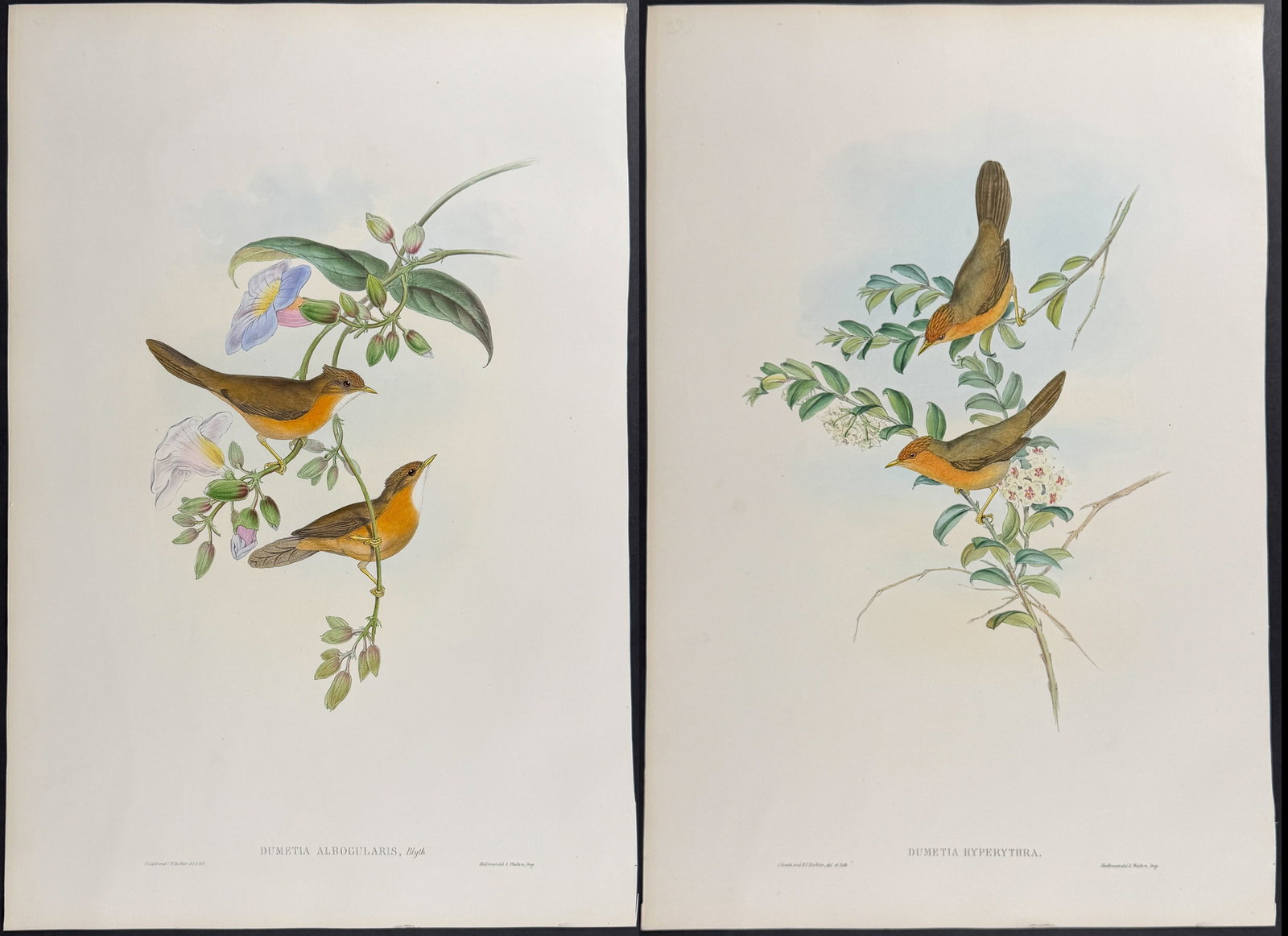 Gould, Asia - Pair of Dumetia Lithographs: Included in this lot: White-throated Dumetia [Dumetia Albogularis] Buff-throated Dumetia [Dumetia Hyperythra] Description of the work: This remarkable ornithology lithograph with hand-finished color i