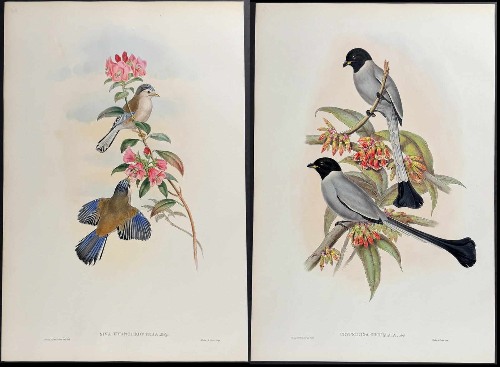 Gould, Asia - Pair of Bird Lithographs: Included in this lot: Hooded Crypsirhina [Crypsirhina Cucullata] Blue-winged Siva [Siva Cyanouroptera] Description of the work: This remarkable ornithology lithograph with hand-finished color is from 