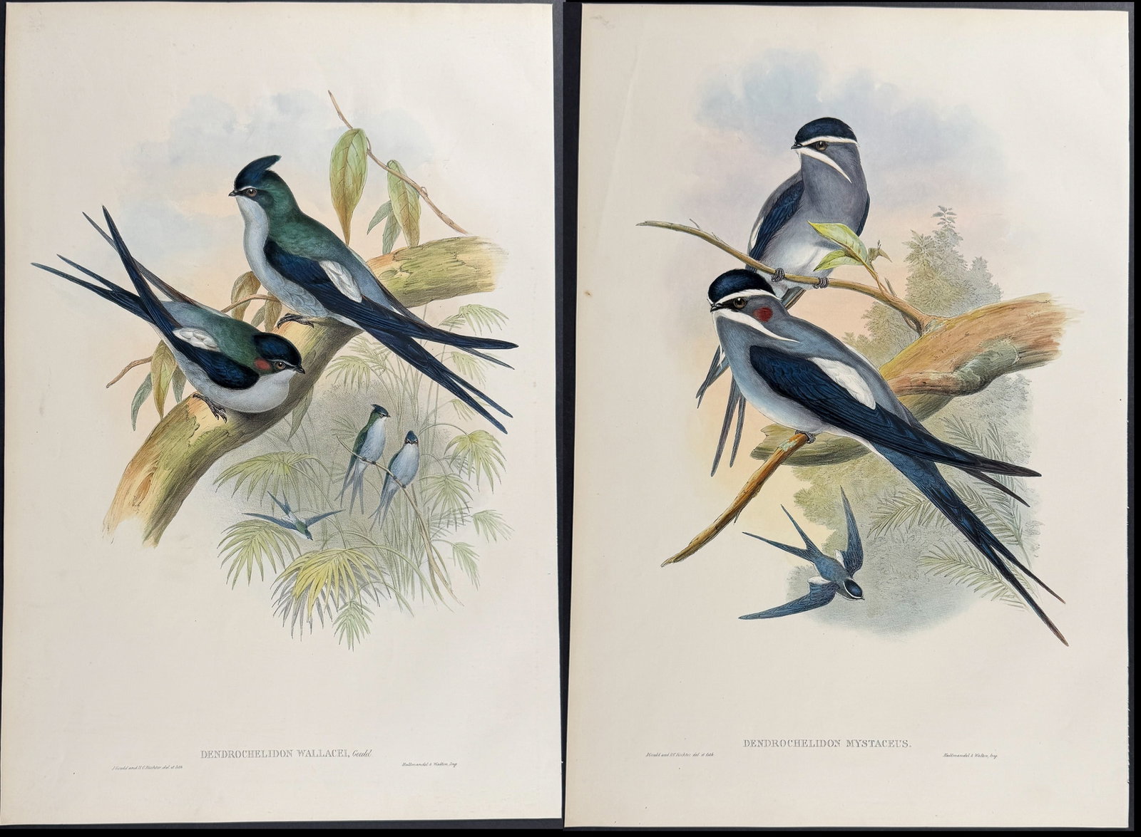 Gould, Asia - 4 Tree Swift Lithographs: Included in this lot: Klecho Tree Swift [Dendrochelidon Klecho] Wallace's Tree Swift [Dendrochelidon Wallacei] Bearded Tree Swift [Dendrochelidon Mystaceus] Hooded Tree Swift [Dendrochelidon Comatus]