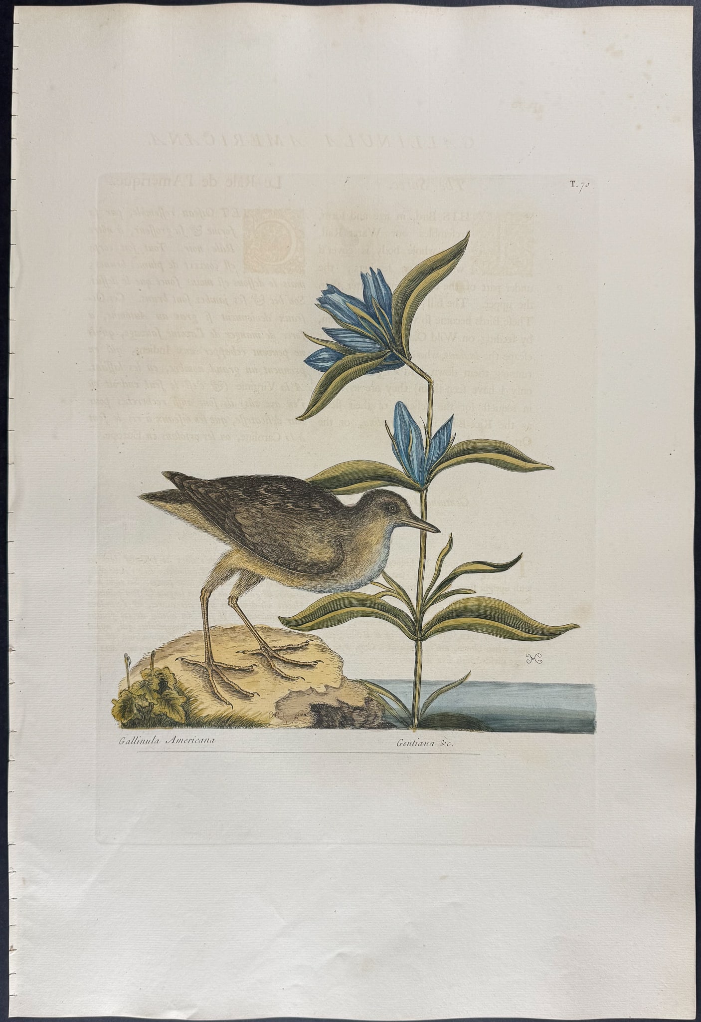 Catesby, Folio - Soree. 1-70: We are pleased to offer this folio engraving from Mark Catesby?s "The Natural History of Carolina, Florida and the Bahama Islands: Containing the Figures of Birds, Beasts, Fishes, Serpents, Insects,