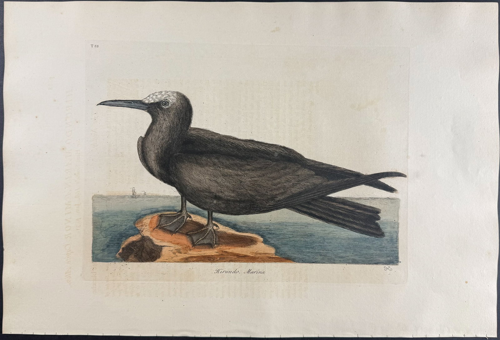 Catesby, Folio - Noddy. 1-88: We are pleased to offer this folio engraving from Mark Catesby?s "The Natural History of Carolina, Florida and the Bahama Islands: Containing the Figures of Birds, Beasts, Fishes, Serpents, Insects,