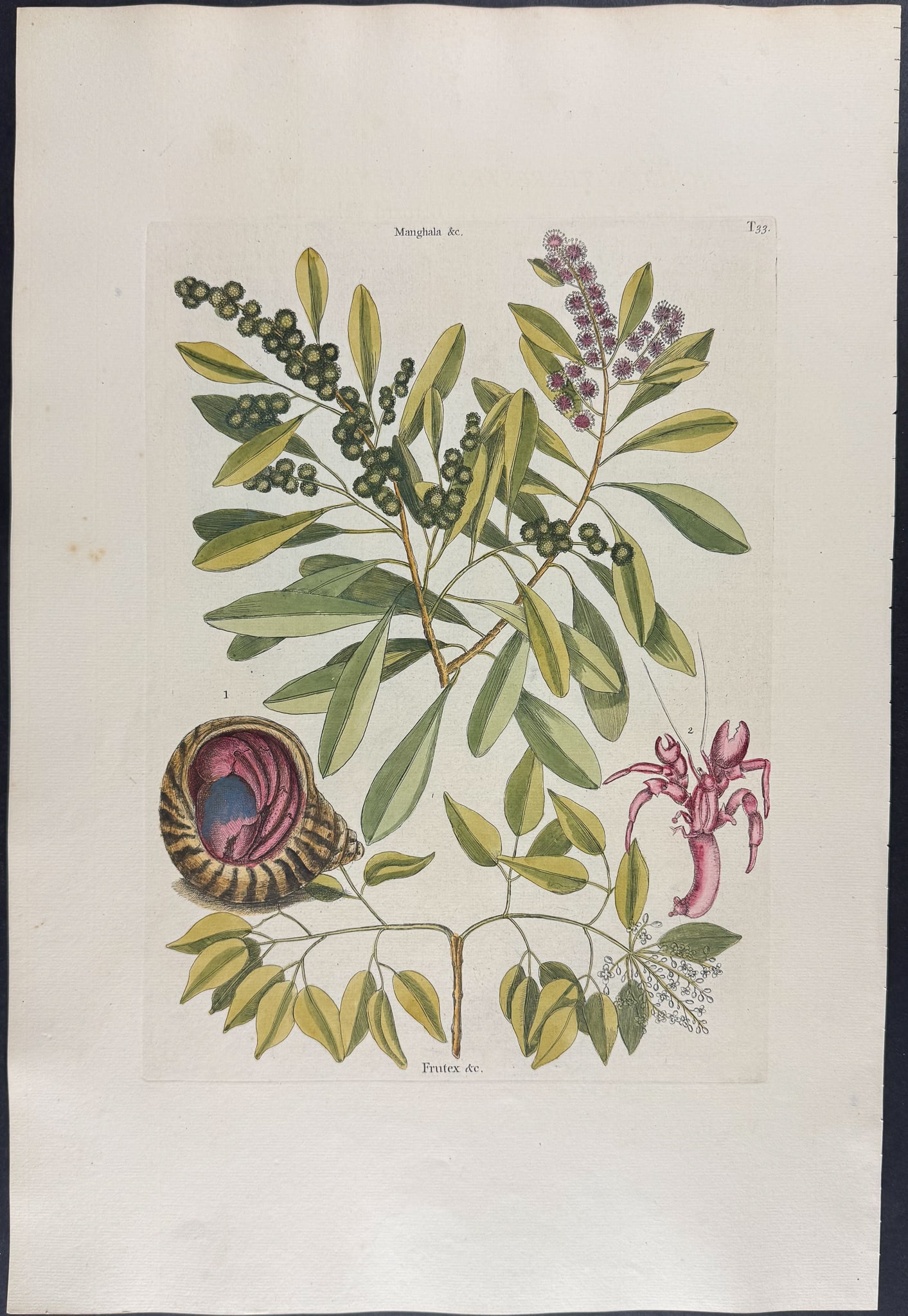 Catesby, Folio - Hermit Crab with Button Wood & White Torch. 2-33: We are pleased to offer this folio engraving from Mark Catesby?s "The Natural History of Carolina, Florida and the Bahama Islands: Containing the Figures of Birds, Beasts, Fishes, Serpents, Insects,