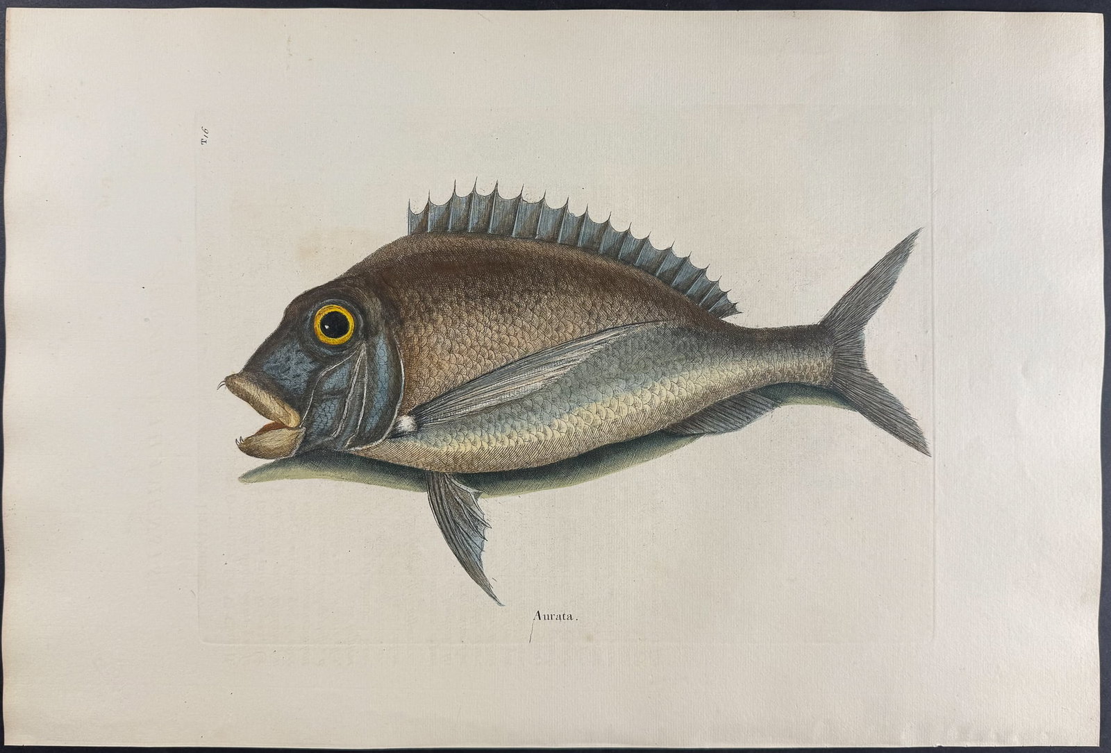 Catesby, Folio - Porgy. 2-16: We are pleased to offer this folio engraving from Mark Catesby?s "The Natural History of Carolina, Florida and the Bahama Islands: Containing the Figures of Birds, Beasts, Fishes, Serpents, Insects,
