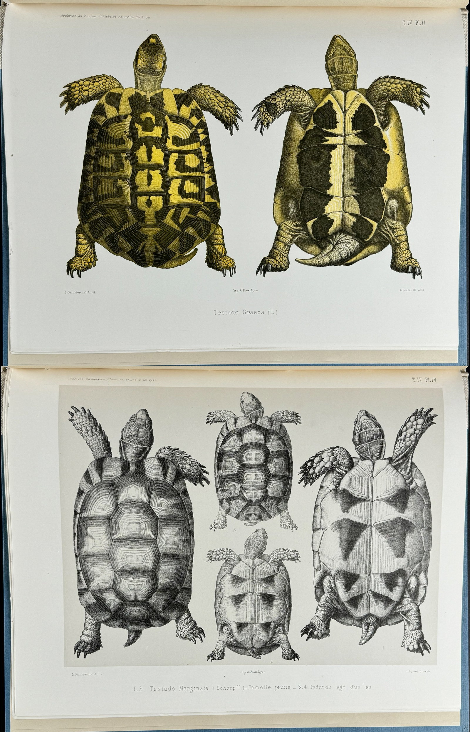Lortet's Observations sur les Tortues Terrestres - Volume with 8 Lithographs: This lovely illustrated volume with 8 tinted lithographs is Louis Lortet's Observations sur les Tortues Terrestres et Paludines du Bassin de la Mediterranee. The work was published in Lyon in 1887 by 