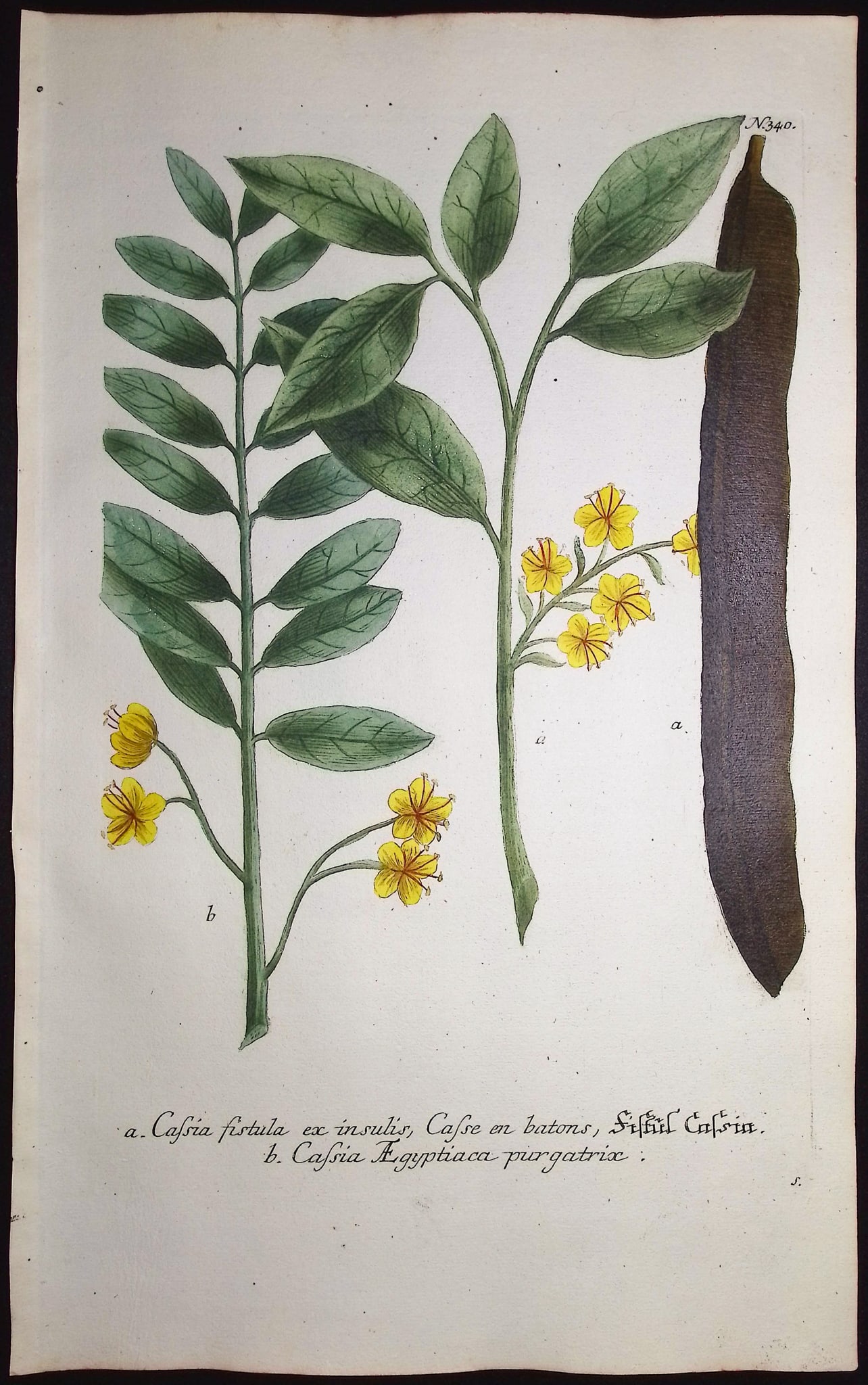 Weinmann - Coffee / Golden Shower Tree. 340: This beautiful botanical mezzotint is from Johann Weinmann's "Duidelyke Vertoning, Eeniger Duizend in alle vier waerelds deelen wassende Bomen, Stammen, Kruiden, Bloemen, Vrugten, en Uitwassen,