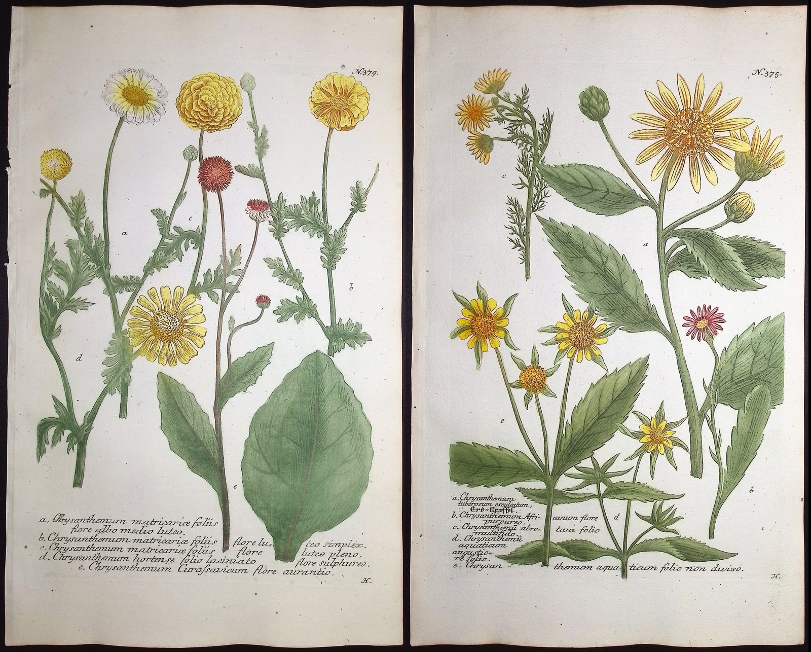Weinmann - 6 Chrysanthemum Engravings: This beautiful botanical mezzotint is from Johann Weinmann's "Duidelyke Vertoning, Eeniger Duizend in alle vier waerelds deelen wassende Bomen, Stammen, Kruiden, Bloemen, Vrugten, en Uitwassen, [Germa