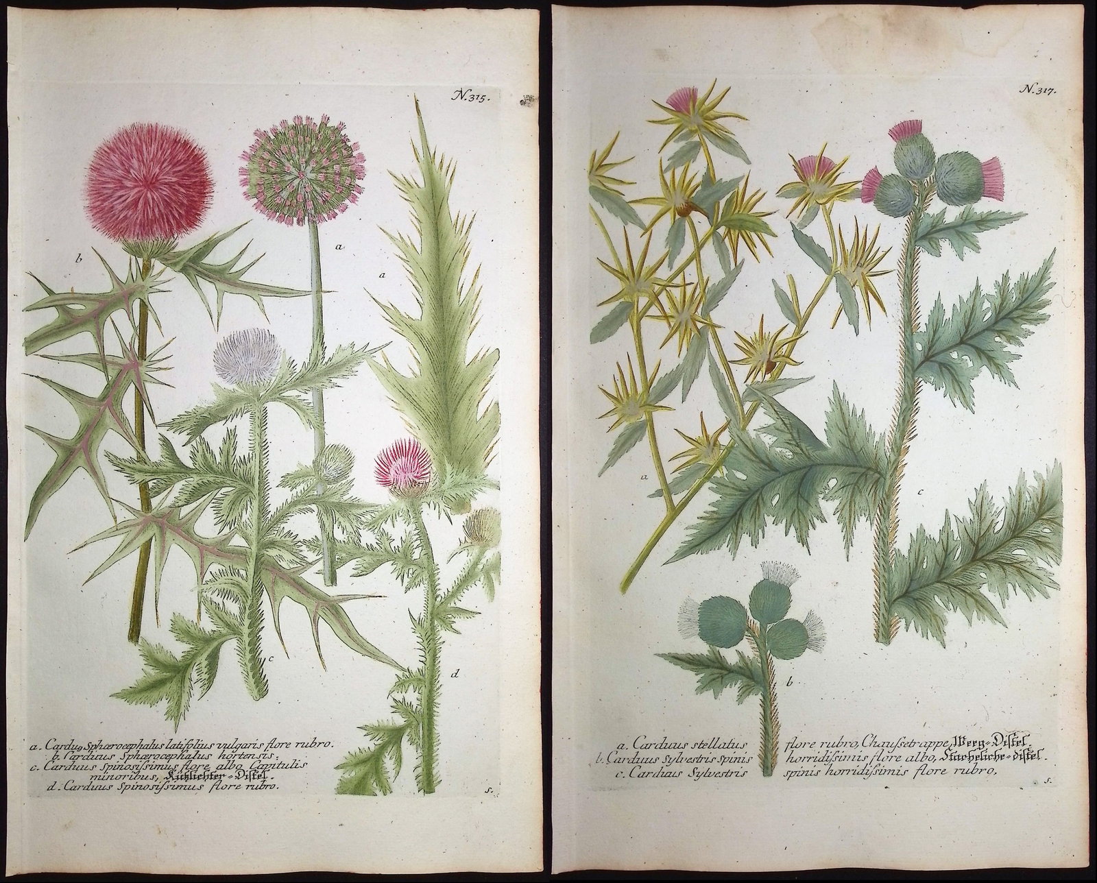 Weinmann - 4 Thistle Engravings: This beautiful botanical mezzotint is from Johann Weinmann's "Duidelyke Vertoning, Eeniger Duizend in alle vier waerelds deelen wassende Bomen, Stammen, Kruiden, Bloemen, Vrugten, en Uitwassen, [Germa