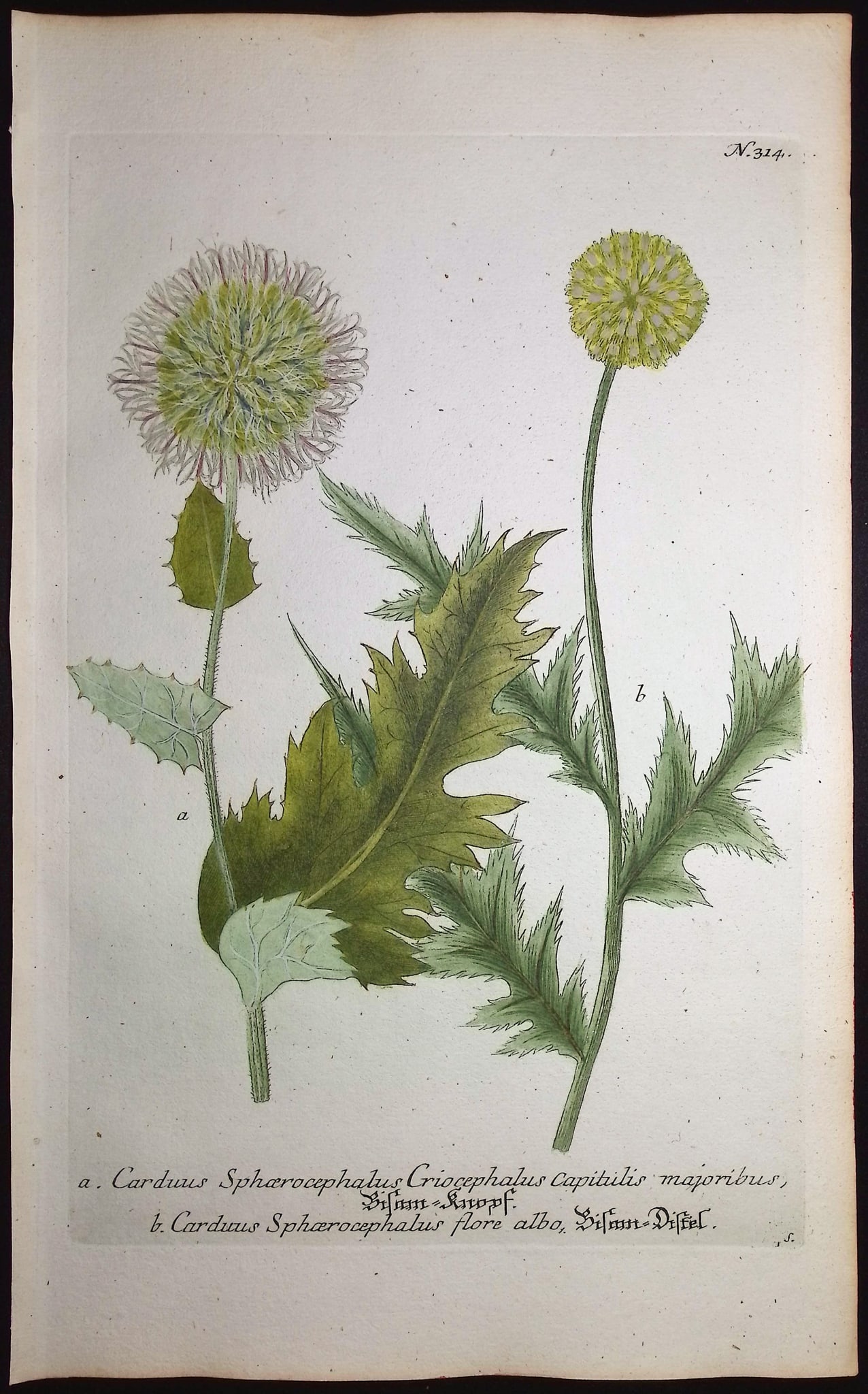 Weinmann - 4 Thistle Engravings - 2