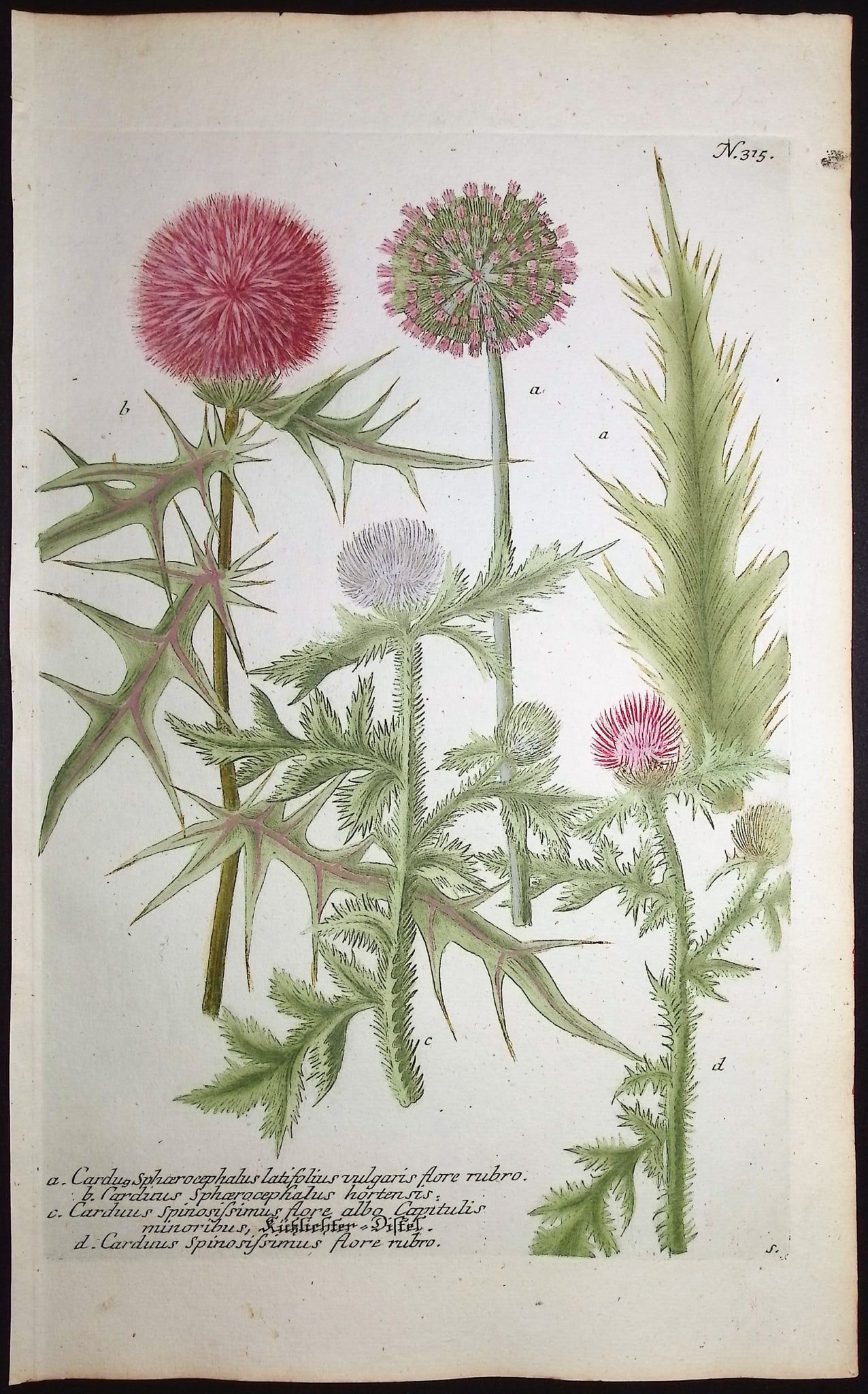 Weinmann - 4 Thistle Engravings - 3