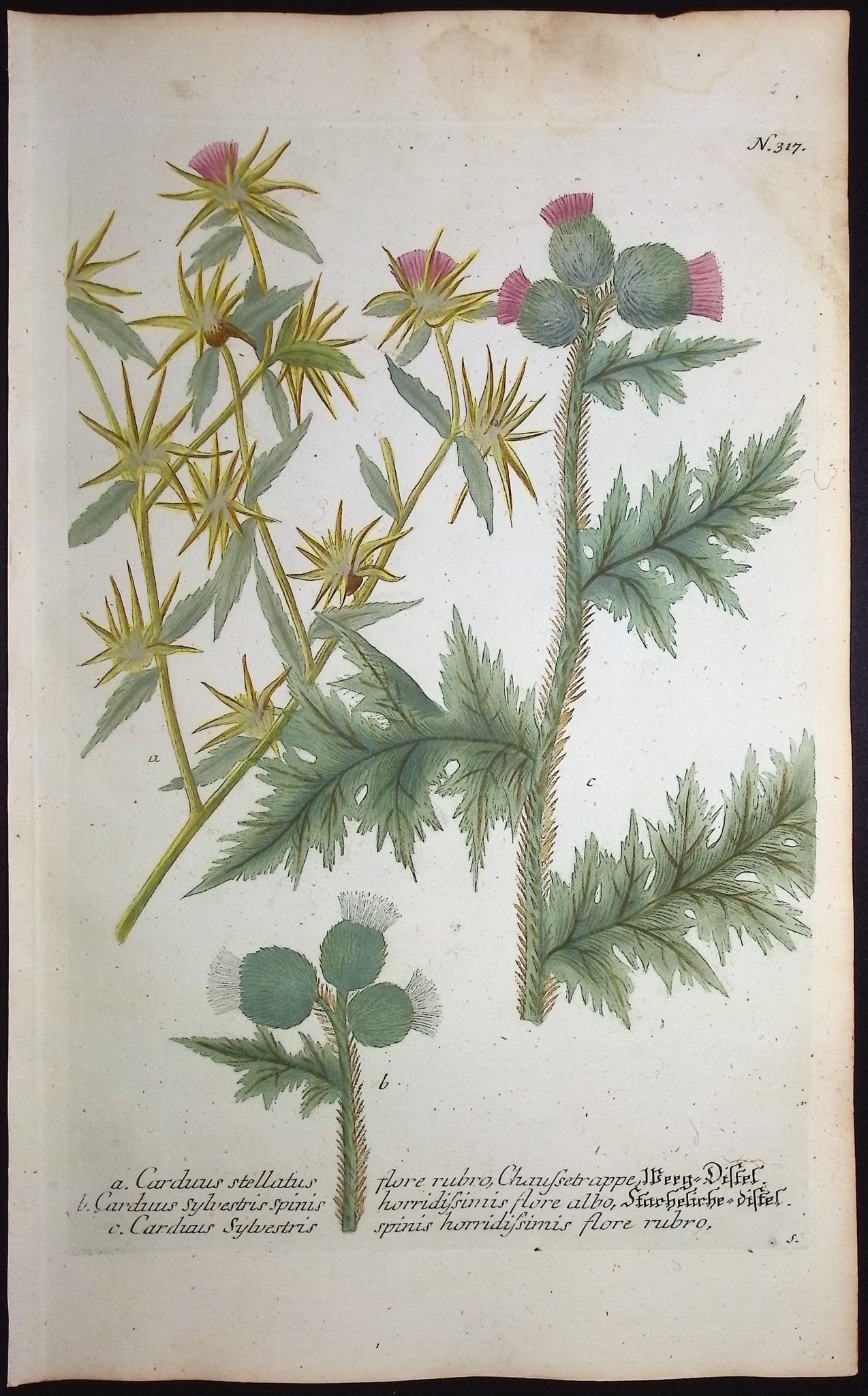 Weinmann - 4 Thistle Engravings - 4