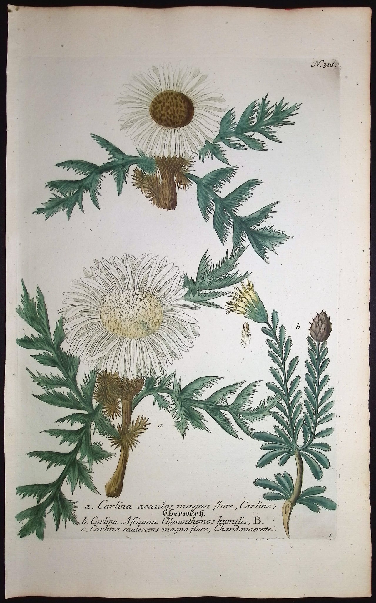 Weinmann - 4 Thistle Engravings - 5