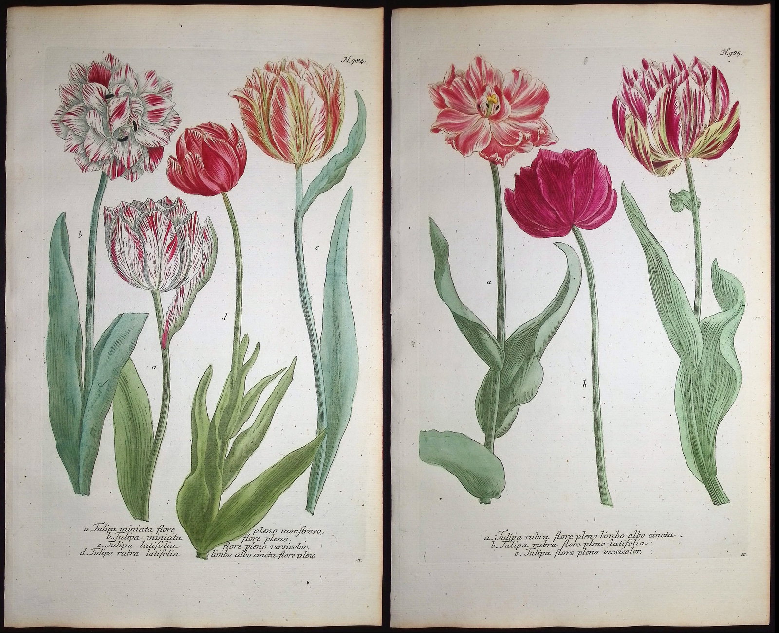 Weinmann - 4 Tulip Engravings: This beautiful botanical mezzotint is from Johann Weinmann's "Duidelyke Vertoning, Eeniger Duizend in alle vier waerelds deelen wassende Bomen, Stammen, Kruiden, Bloemen, Vrugten, en Uitwassen, [Germa