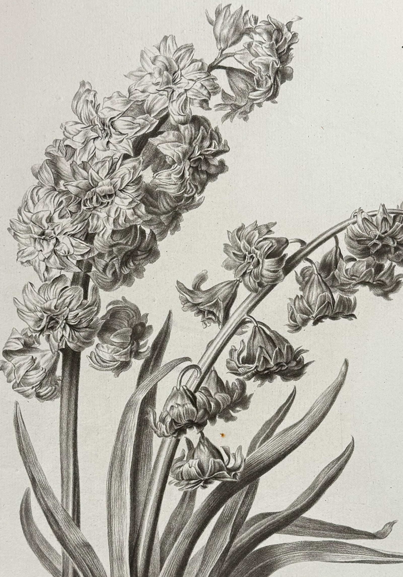Spaendonck - Hyacinth: This rich, folio botanical stipple engraving is from G?rard van Spaendonck's Fleurs dessin?es d'apr?s nature. The work was published in Paris circa 1800. The engravings were mostly completed by P. F.