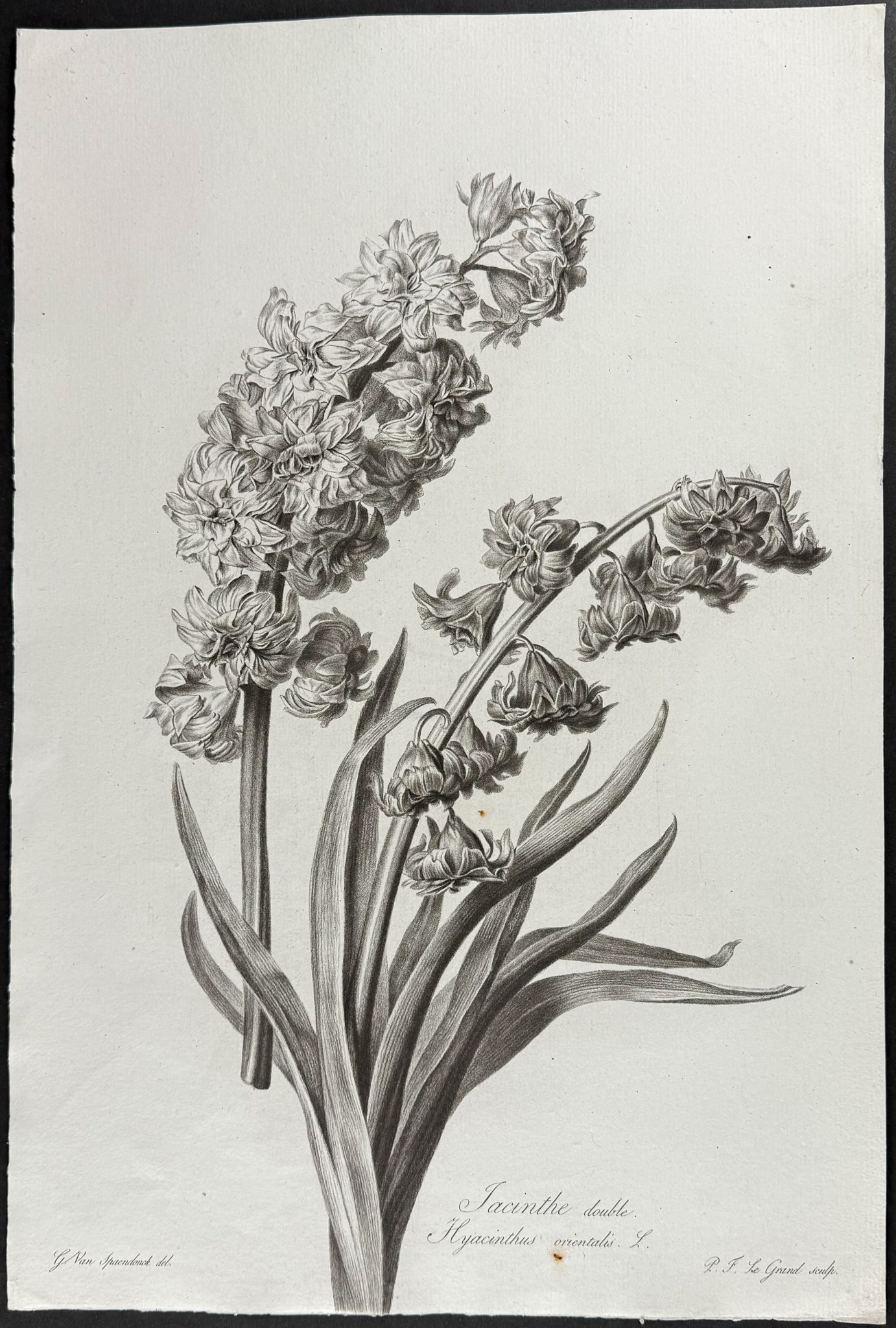 Spaendonck - Hyacinth - 2
