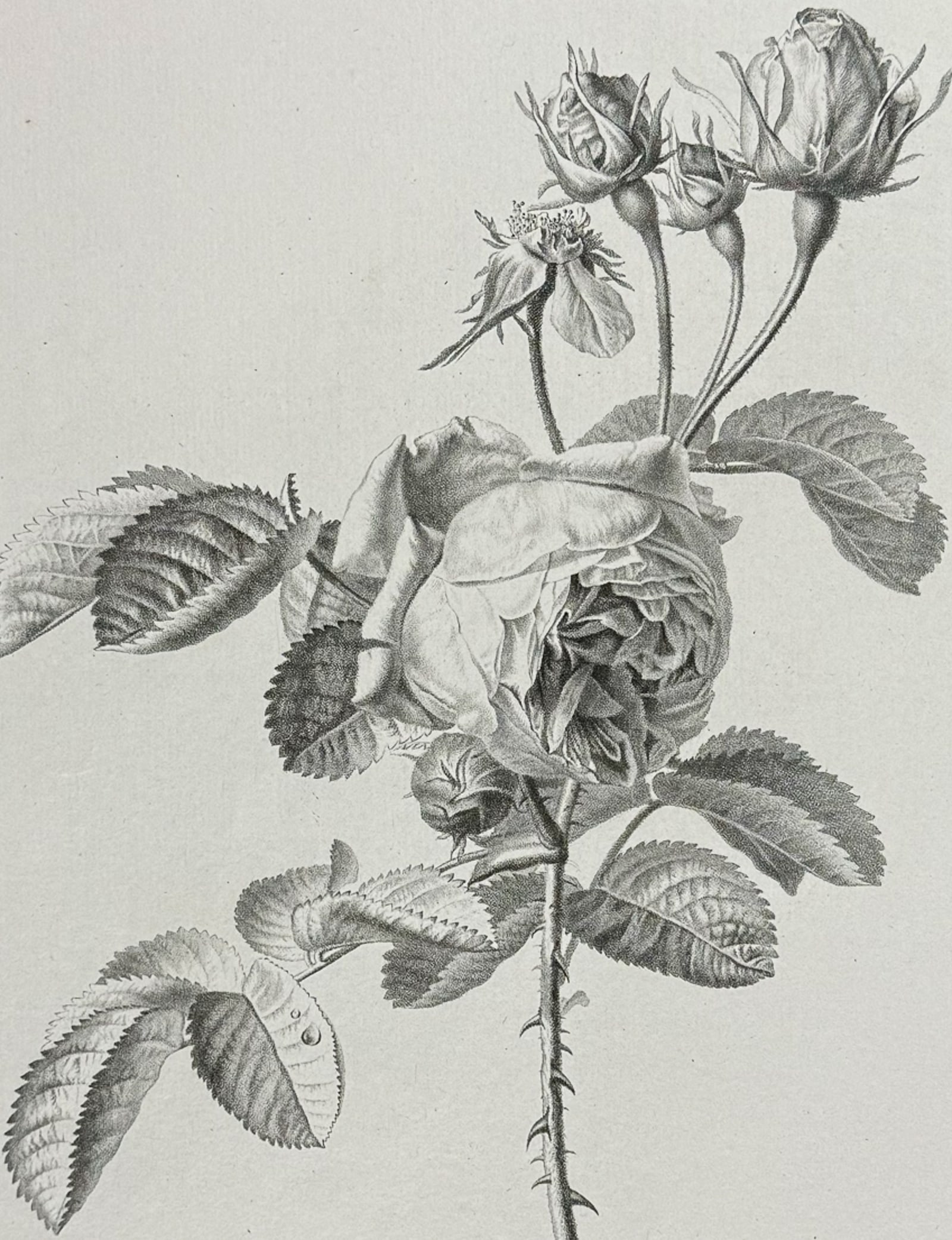 Spaendonck - Rose: This rich, folio botanical stipple engraving is from G?rard van Spaendonck's Fleurs dessin?es d'apr?s nature. The work was published in Paris circa 1800. The engravings were mostly completed by P. F.