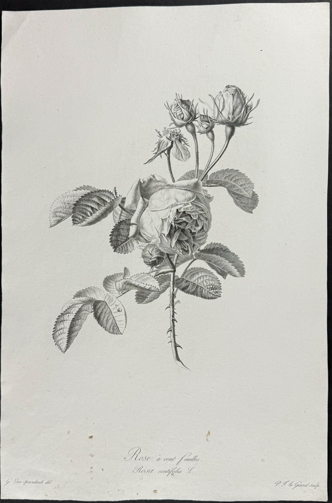 Spaendonck - Rose - 2