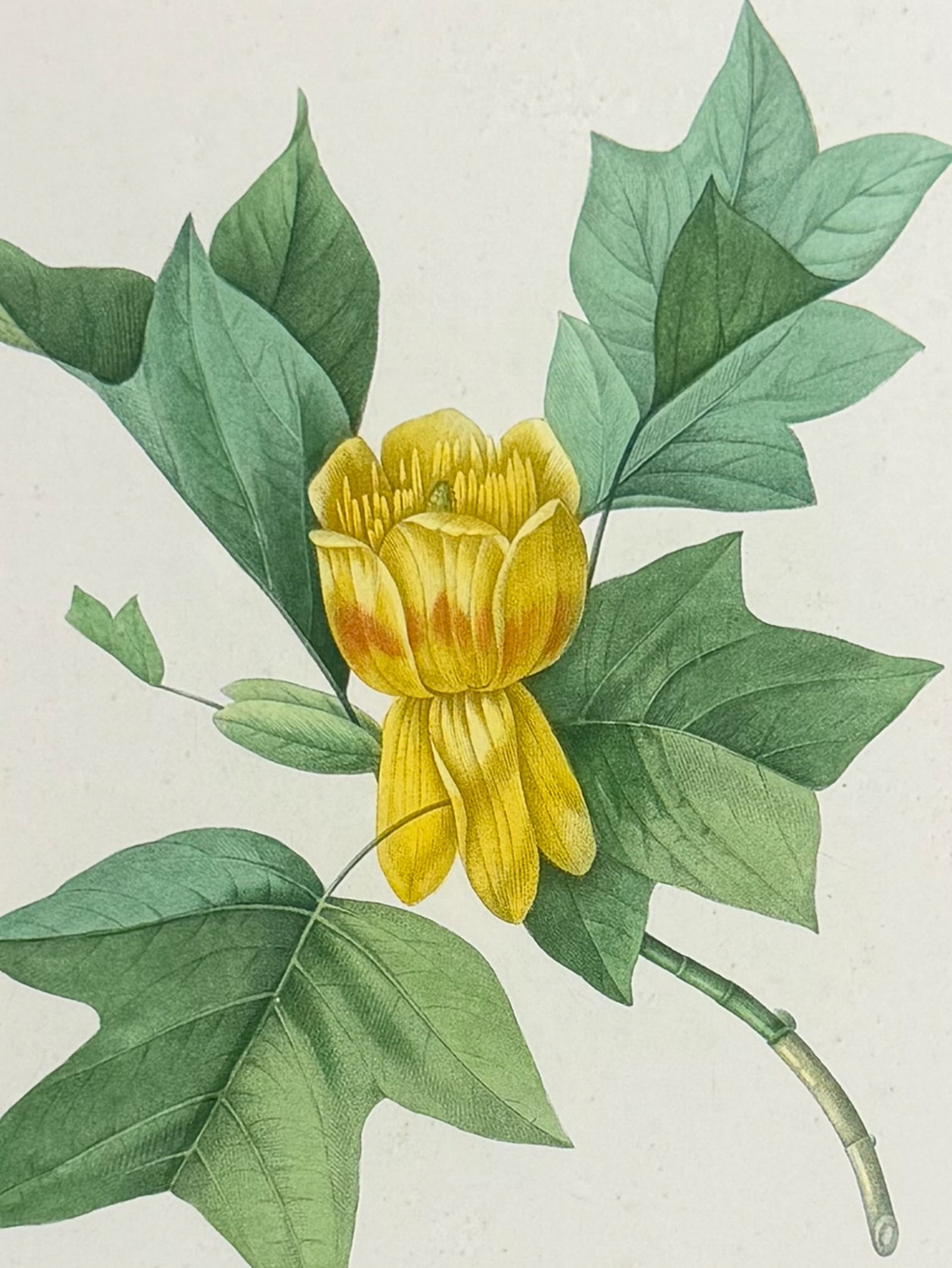 Redoute, Choix - Tulip Tree [Tulipifera]: This striking originally hand-colored stipple engraving is from Pierre Joseph Redoute's Le Choix des Plus Belles Fleurs. This is from the second edition of the work with plate numbers added and was
