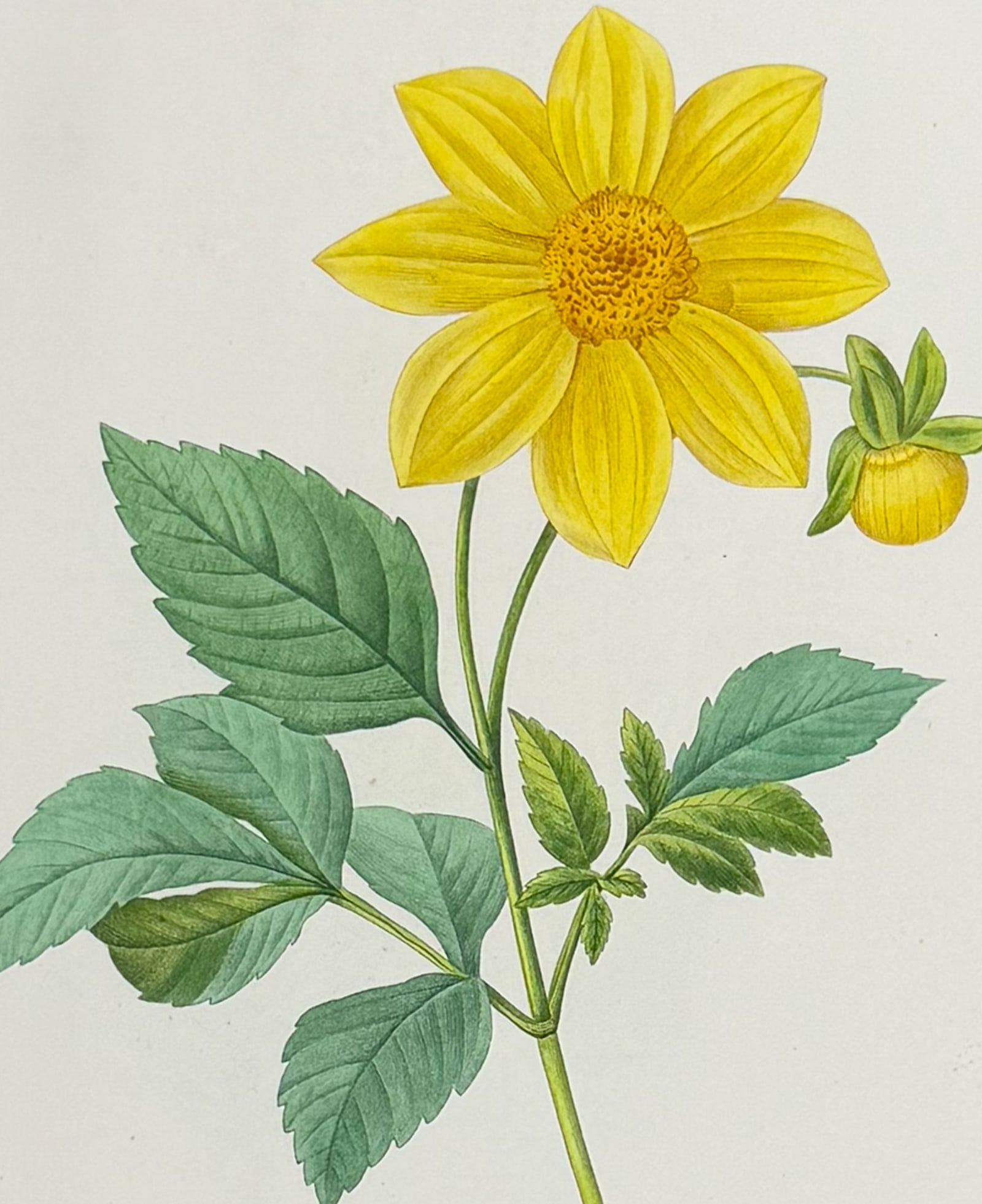 Redoute, Choix - Dahlia [Dalhia simplex]: This striking originally hand-colored stipple engraving is from Pierre Joseph Redoute's Le Choix des Plus Belles Fleurs. This is from the second edition of the work with plate numbers added and was pu