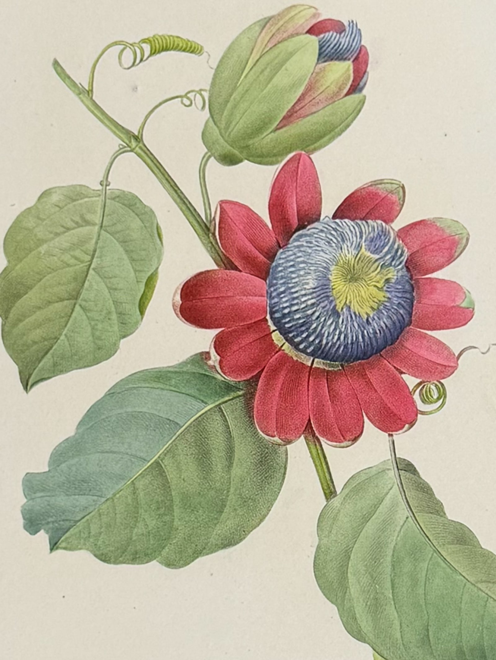 Redoute, Choix, Rare Folio - Winged-stem Passion Flower [Passiflora Alata]: This striking originally hand-colored stipple engraving is from Pierre Joseph Redoute's "Le Choix des Plus Belles Fleurs". This is from the first edition of the work and was published in Paris between