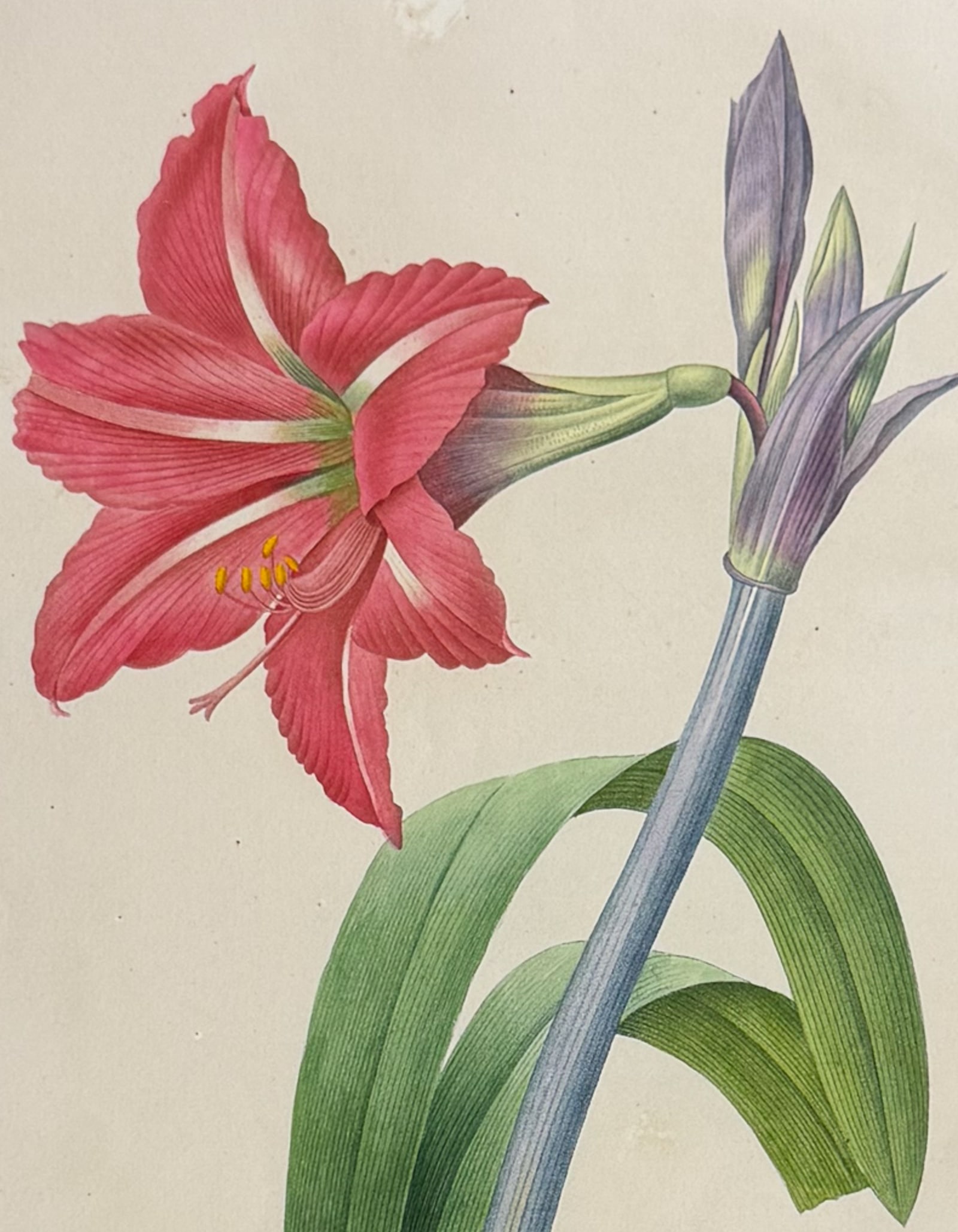 Redoute, Choix, Rare Folio - Brazilian Amaryllis [Amaryllis Bresiliensis]: This striking originally hand-colored stipple engraving is from Pierre Joseph Redoute's "Le Choix des Plus Belles Fleurs". This is from the first edition of the work and was published in Paris between