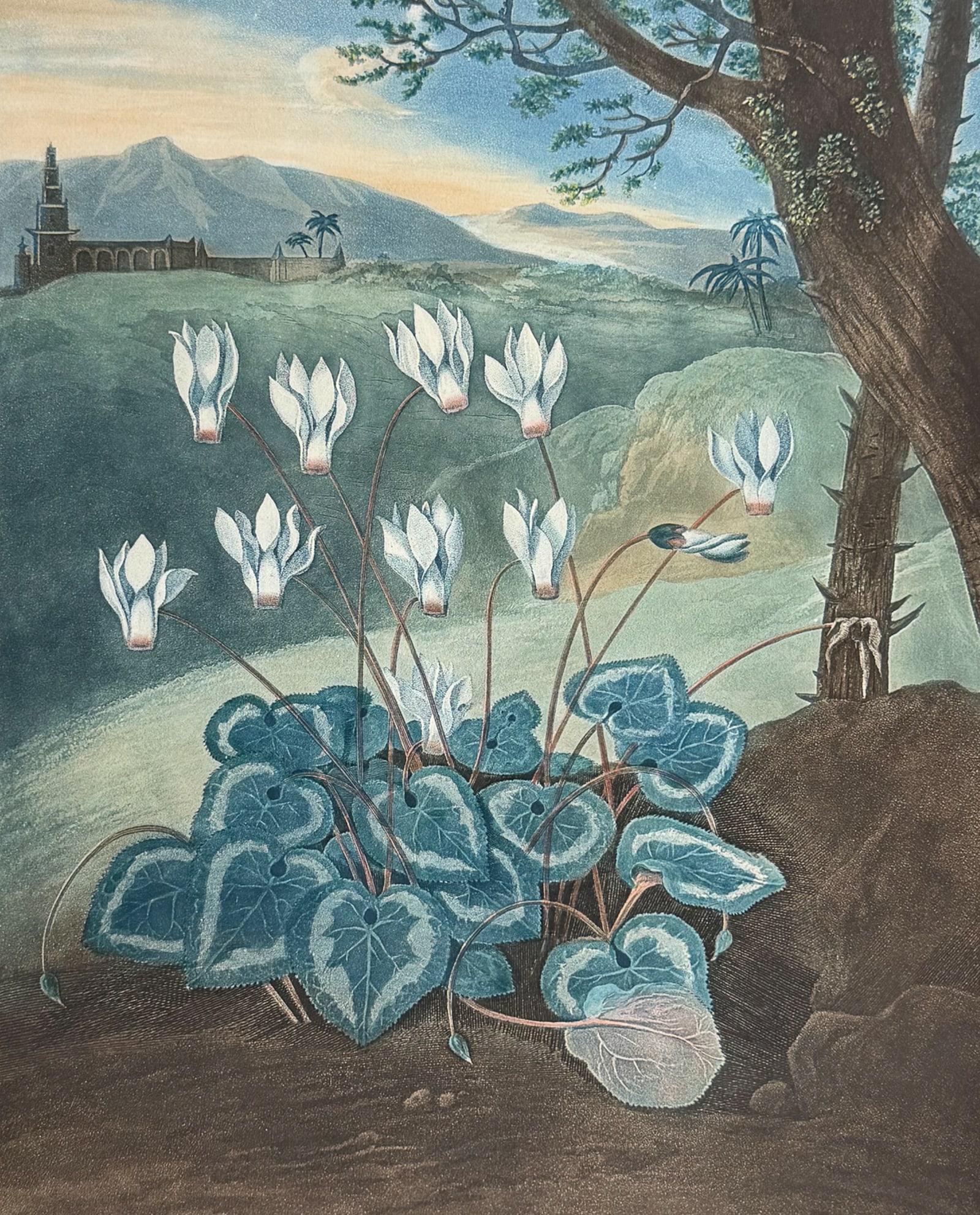 Thornton, Folio - The Persian Cyclamen: This dramatic large folio botanical engraving is from Dr. Robert John Thornton?s work New Illustration of the Sexual System of Carolus Von Linnaeus...and the Temple of Flora, or Garden of Nature. This