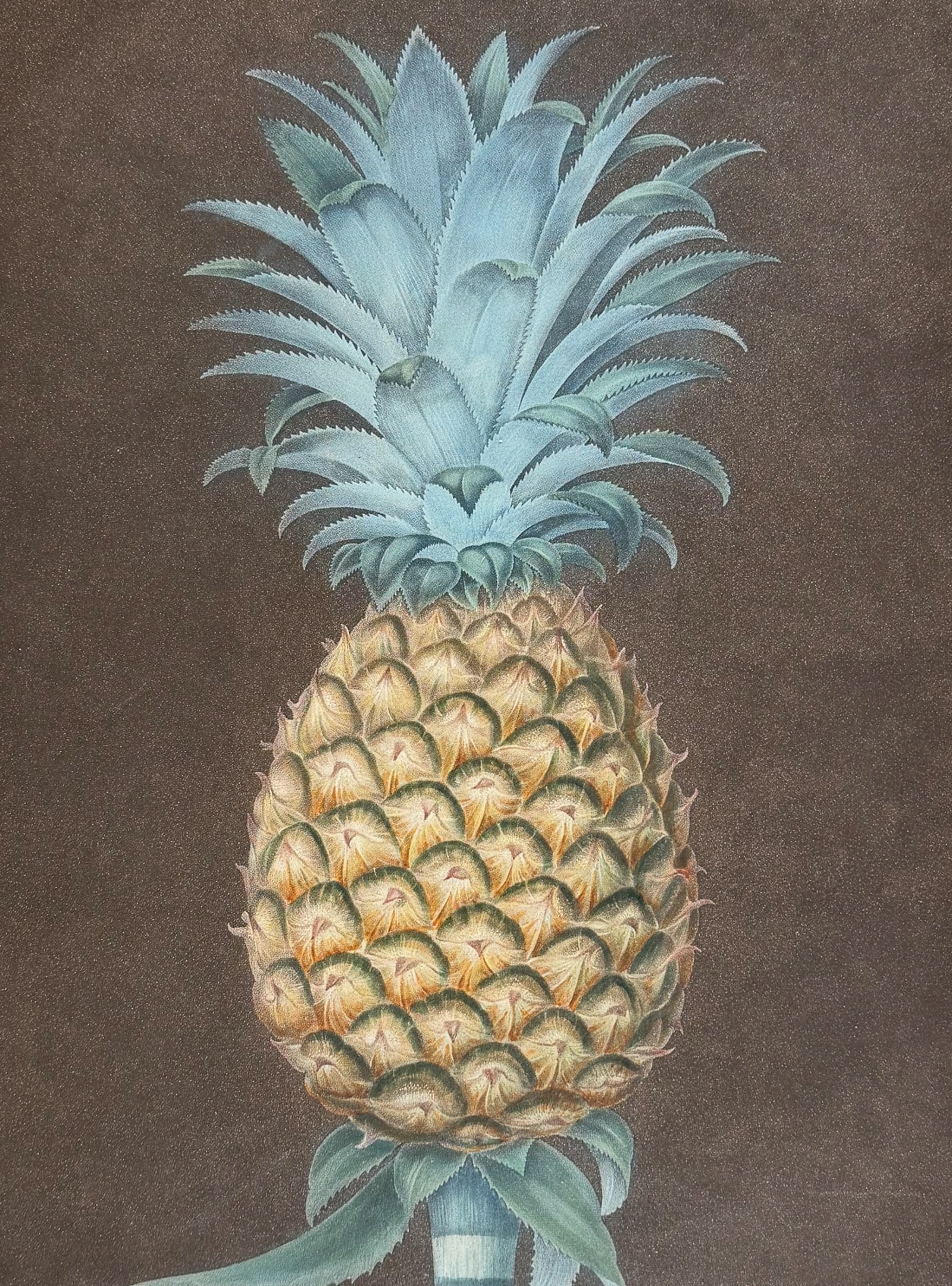 Brookshaw, Folio - Pineapple [Black Jamaica Pine]: This remarkable, large folio fruit engraving is from George Brookshaw's Pomona Britannica, or a Collection of the Most Esteemed Fruits at present cultivated in the country; together with the Blossoms 