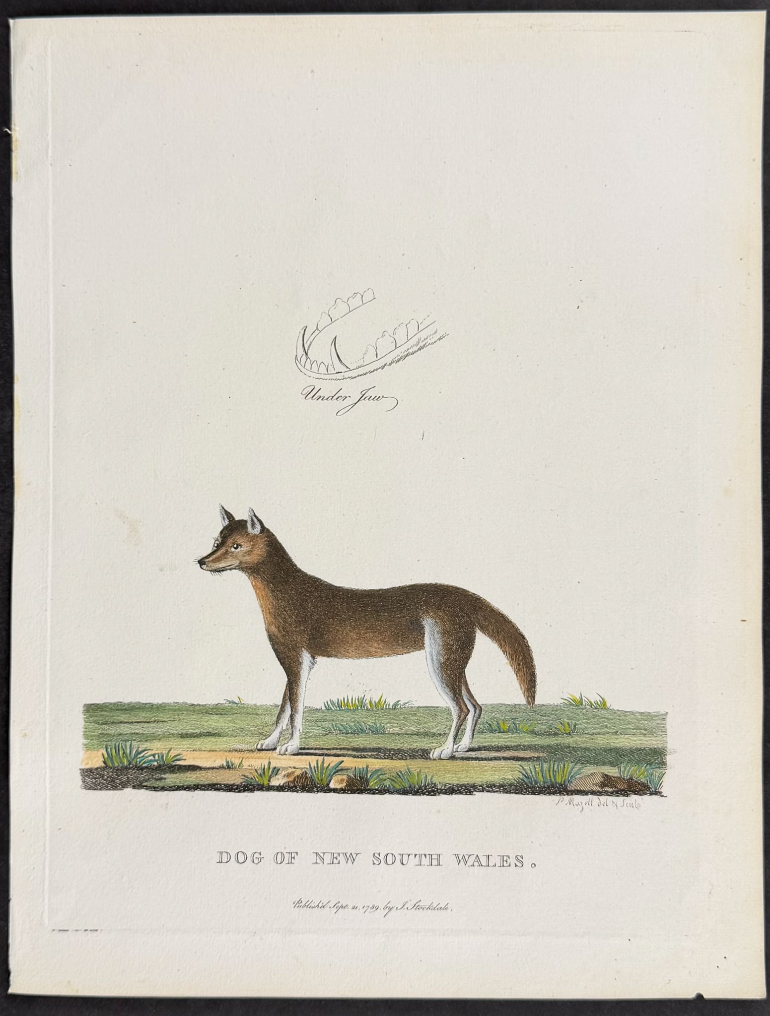 Philip, Australia - Dingo [Dog of New South Wales]: This first edition engraving is from Arthur Phillip's The Voyage of Governor Phillip to Botany Bay; with an Account of the Establishment of the Colonies of Port Jackson & Norfolk Island. The work was 