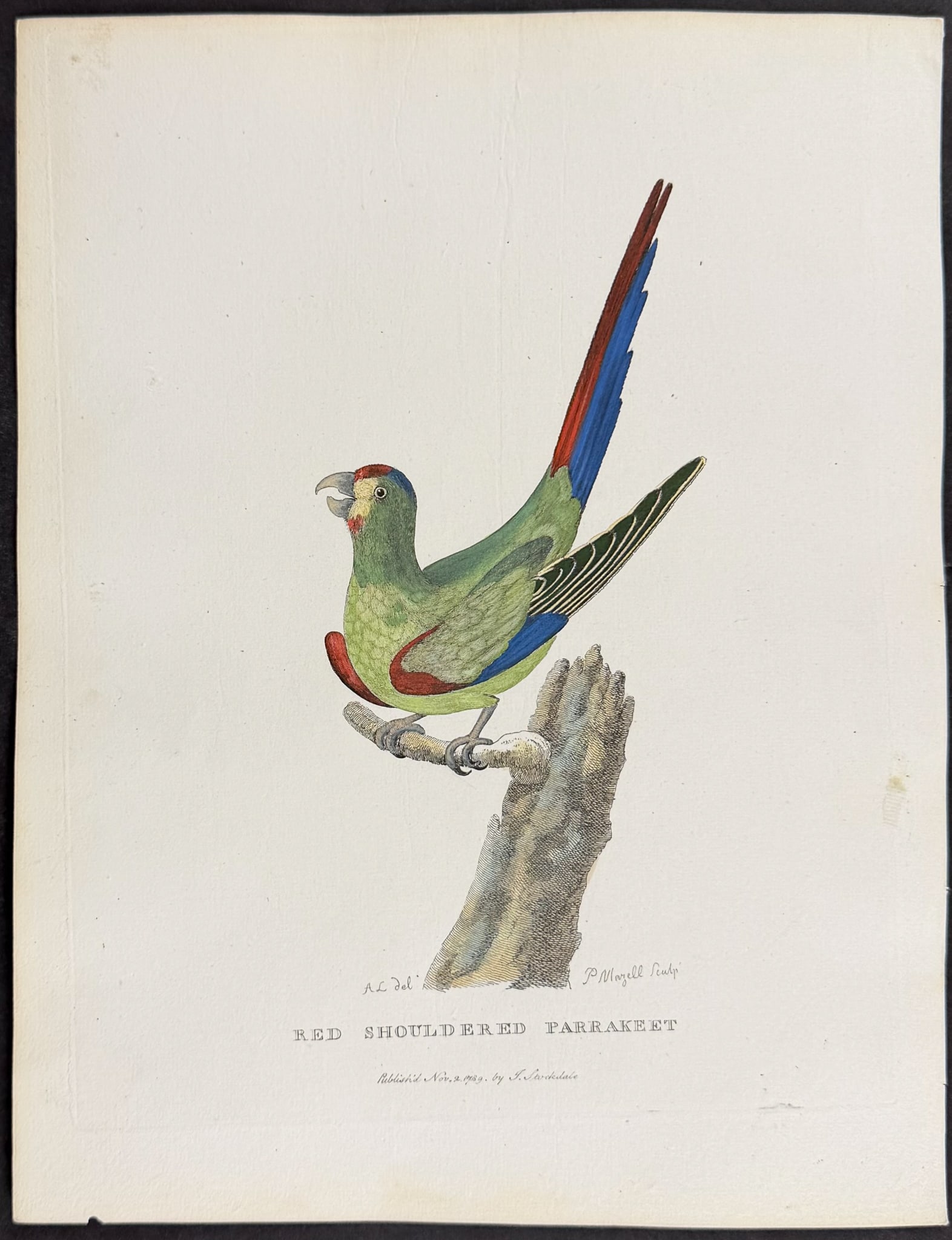 Philip, Australia - Red Shouldered Parrakeet: This first edition engraving is from Arthur Phillip's The Voyage of Governor Phillip to Botany Bay; with an Account of the Establishment of the Colonies of Port Jackson & Norfolk Island. The work was 