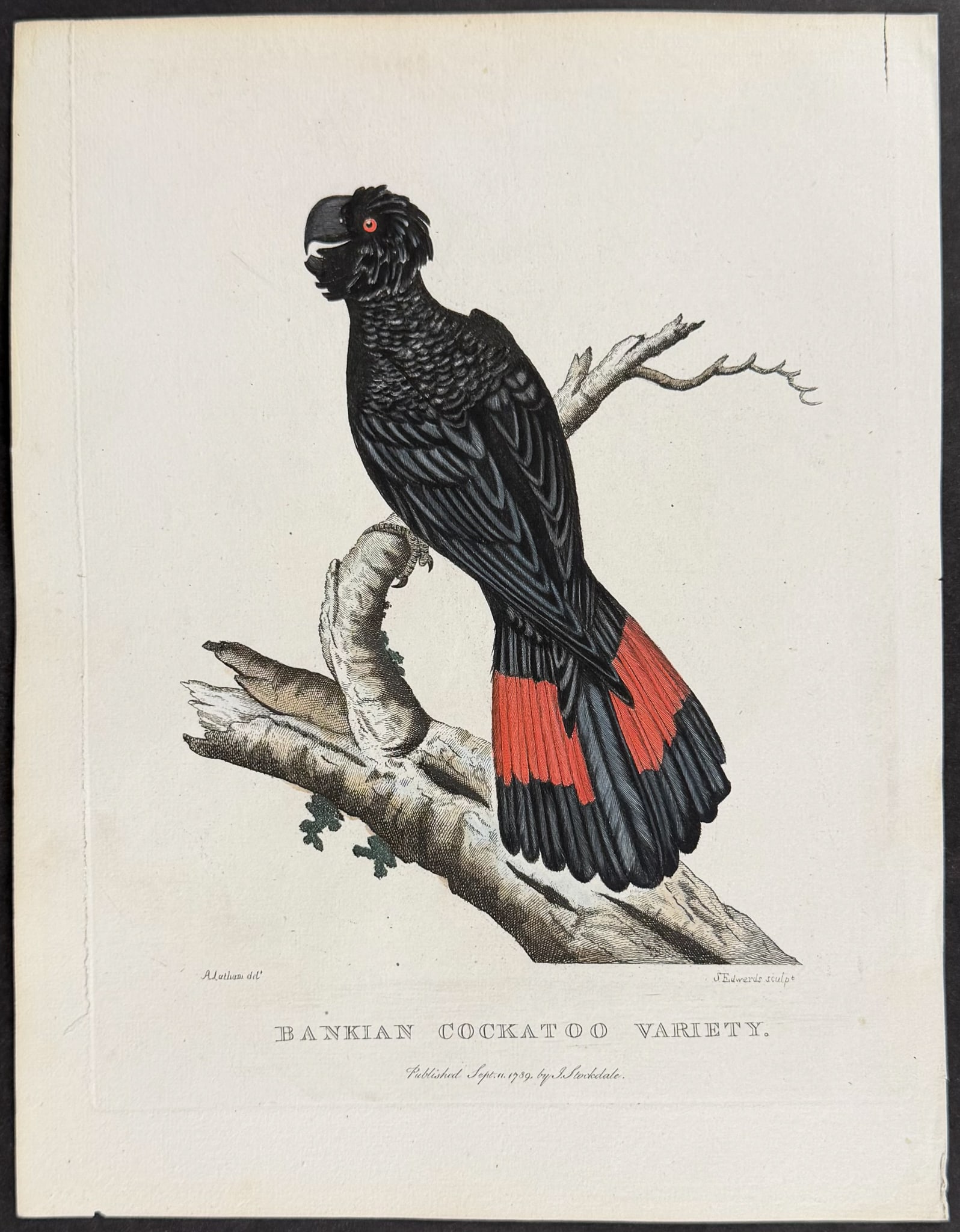 Philip, Australia - Bankian Cockatoo [Banksian or Red-tailed Black Cockatoo]: This first edition engraving is from Arthur Phillip's The Voyage of Governor Phillip to Botany Bay; with an Account of the Establishment of the Colonies of Port Jackson & Norfolk Island. The work was 