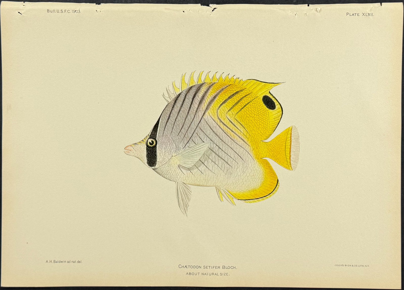 Bien, Hawaii - Threadfin Butterflyfish [Chaetodon Setifer] (1 of 1)