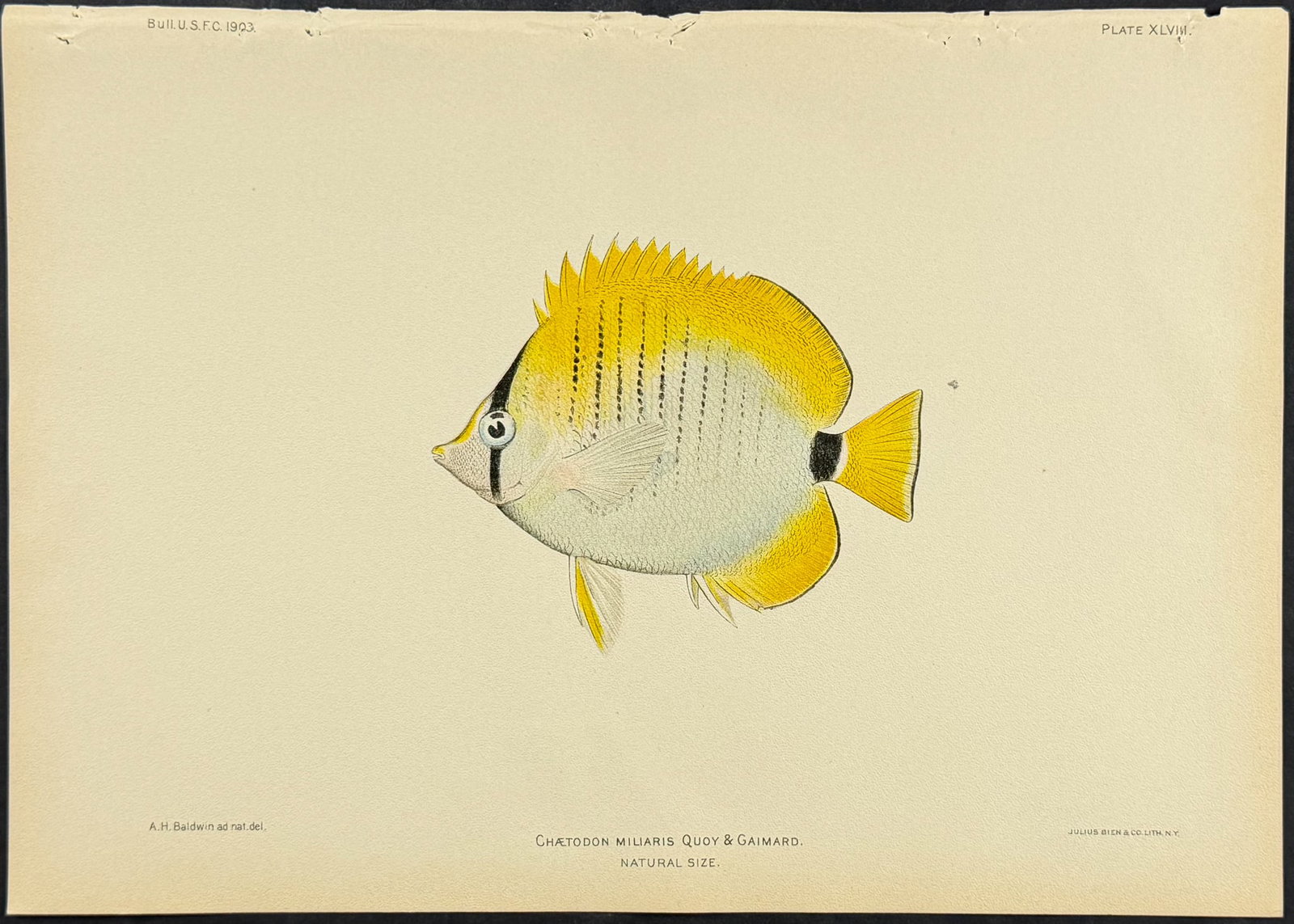 Bien, Hawaii - Millet Butterflyfish [Chaetodon Miliaris] (1 of 1)