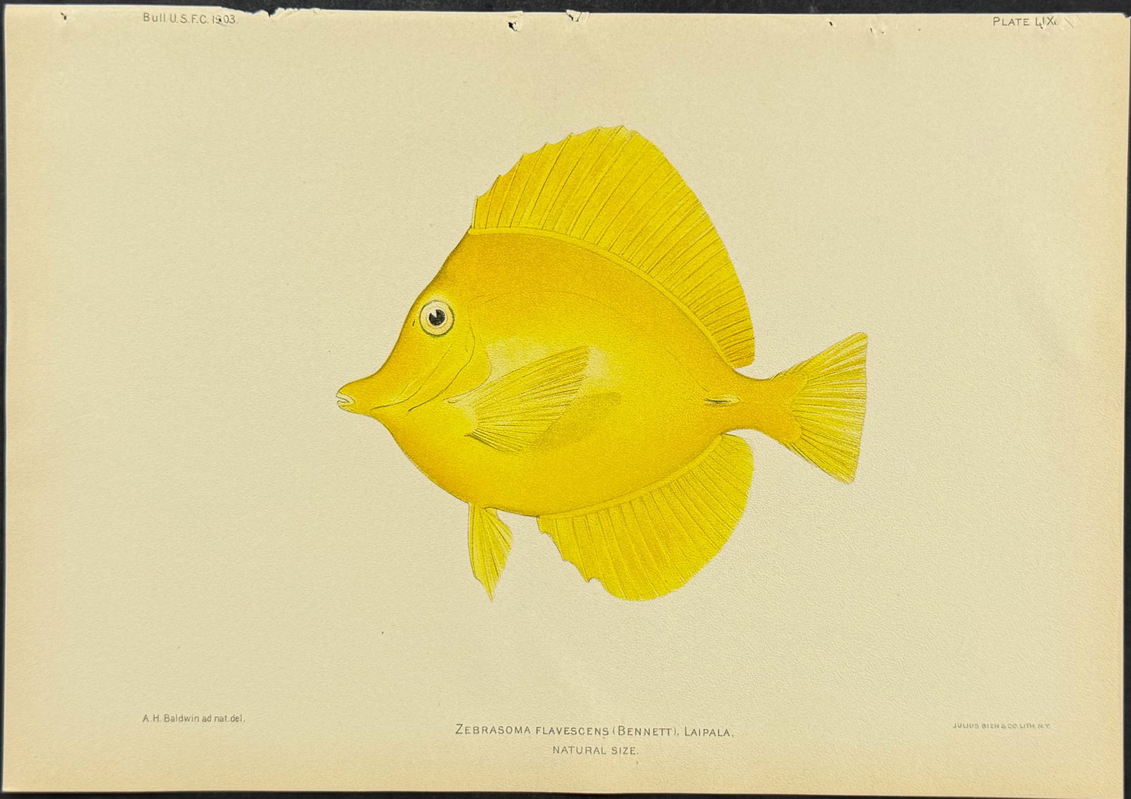 Bien, Hawaii - Yellow Tang [Zebrasoma Flavescens]: This colorful fish chromolithograph is from Julius Bien, David Starr Jordan & Barton Warren Evermann's The Aquatic Resources of the Hawaiian Islands (also issued as Bulletin of the United States Fish 