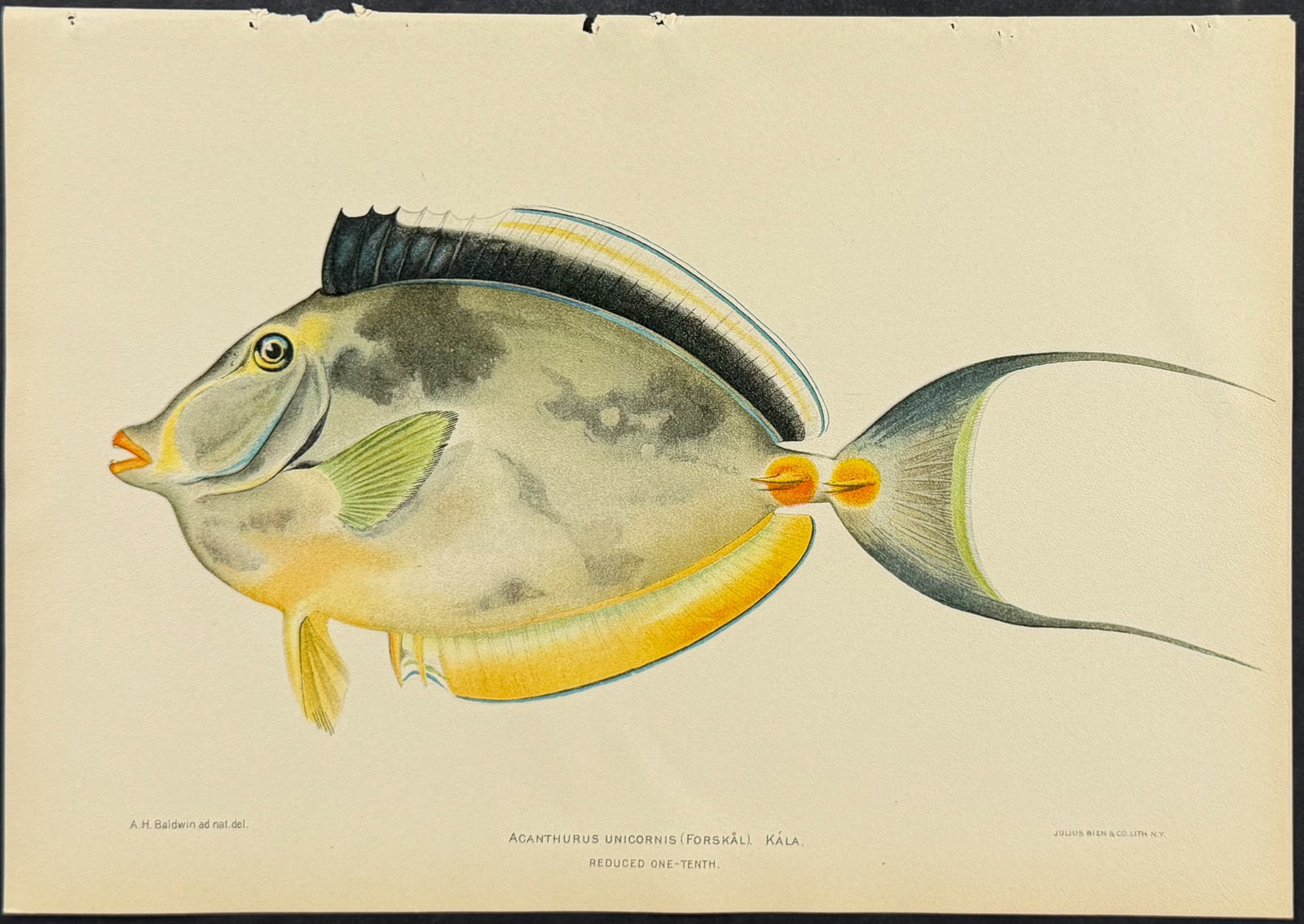 Bien, Hawaii - Kala or Bluespine Unicornfish [Acanthurus Unicornis] (1 of 1)