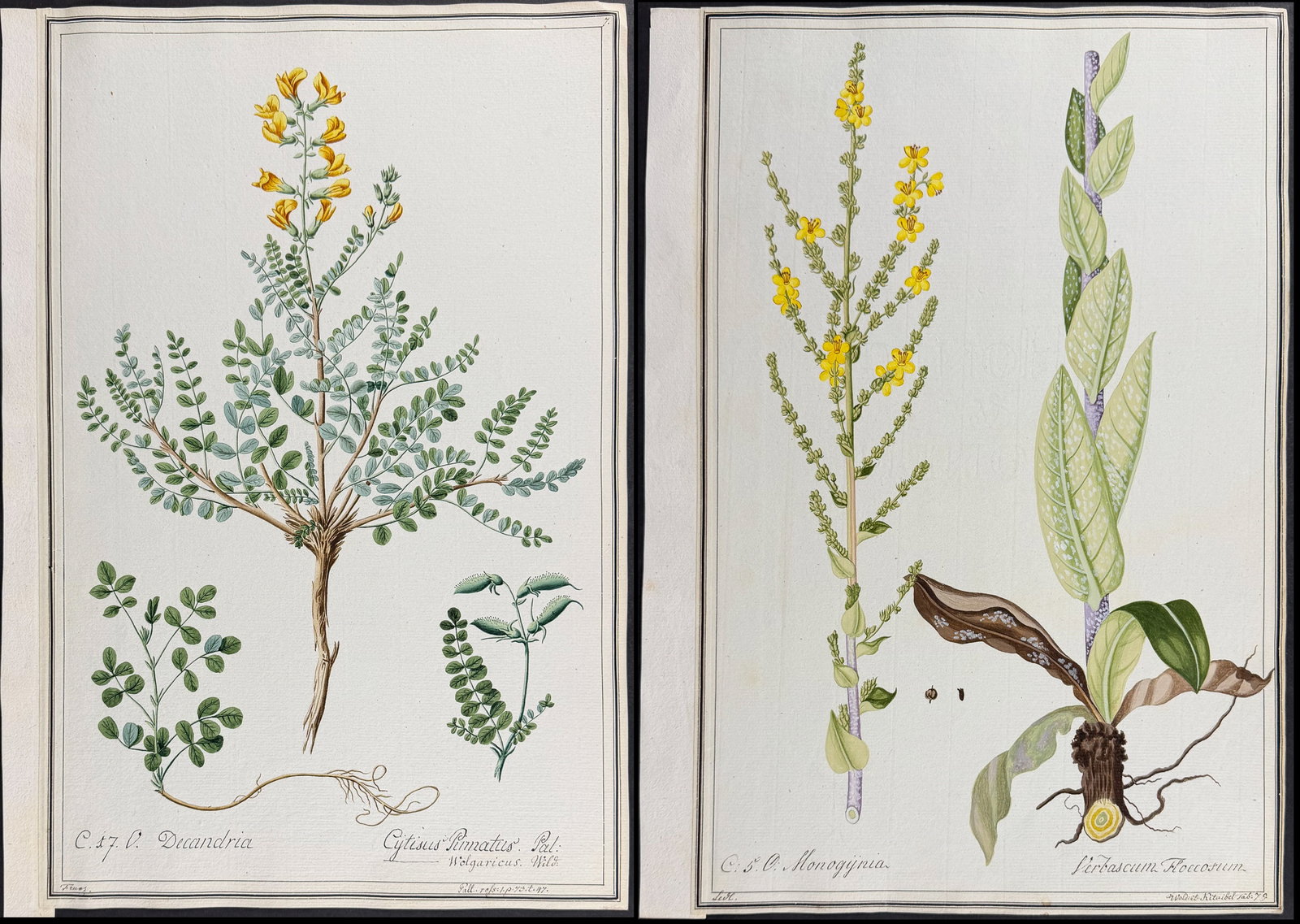 6 Original Botanical Watercolors (according to Linnaeus system): This superb original botanical watercolor is from a manuscript entitled "Hortus Botanicus" which illustrated plants according to the Linnaean system and Willdenow's revisions. The manuscript was compl