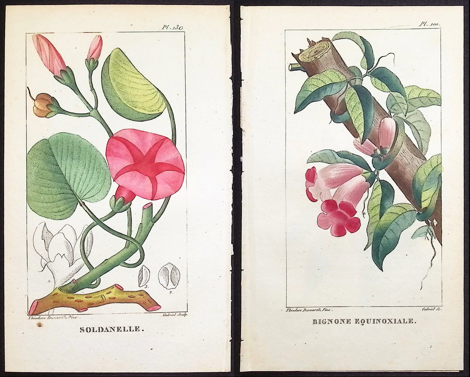 Descourtilz - 5 Botanical Engravings (Bindweed, Pea Plant): This beautiful stipple engraving is from Michel Etienne Descourtilz's Flore Pittoresque et Medicale des Antilles ou histoire naturelle des Plantes usuelles des colonies Francaises, Anglaises,