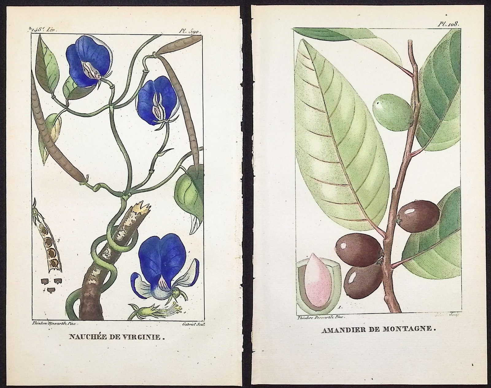 Descourtilz - 6 Botanical Engravings: This beautiful stipple engraving is from Michel Etienne Descourtilz's Flore Pittoresque et Medicale des Antilles ou histoire naturelle des Plantes usuelles des colonies Francaises, Anglaises, Espagnol