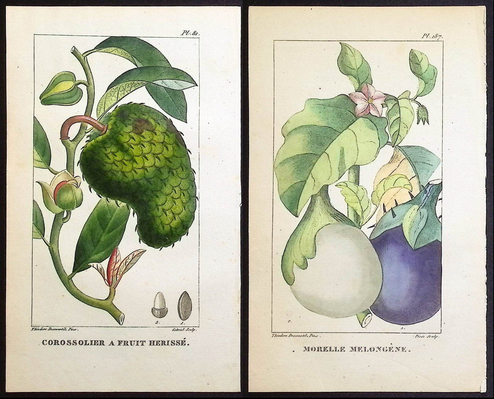 Descourtilz - 5 Botanical Engravings (Soursop, Eggplant,: This beautiful stipple engraving is from Michel Etienne Descourtilz's Flore Pittoresque et Medicale des Antilles ou histoire naturelle des Plantes usuelles des colonies Francaises, Anglaises,