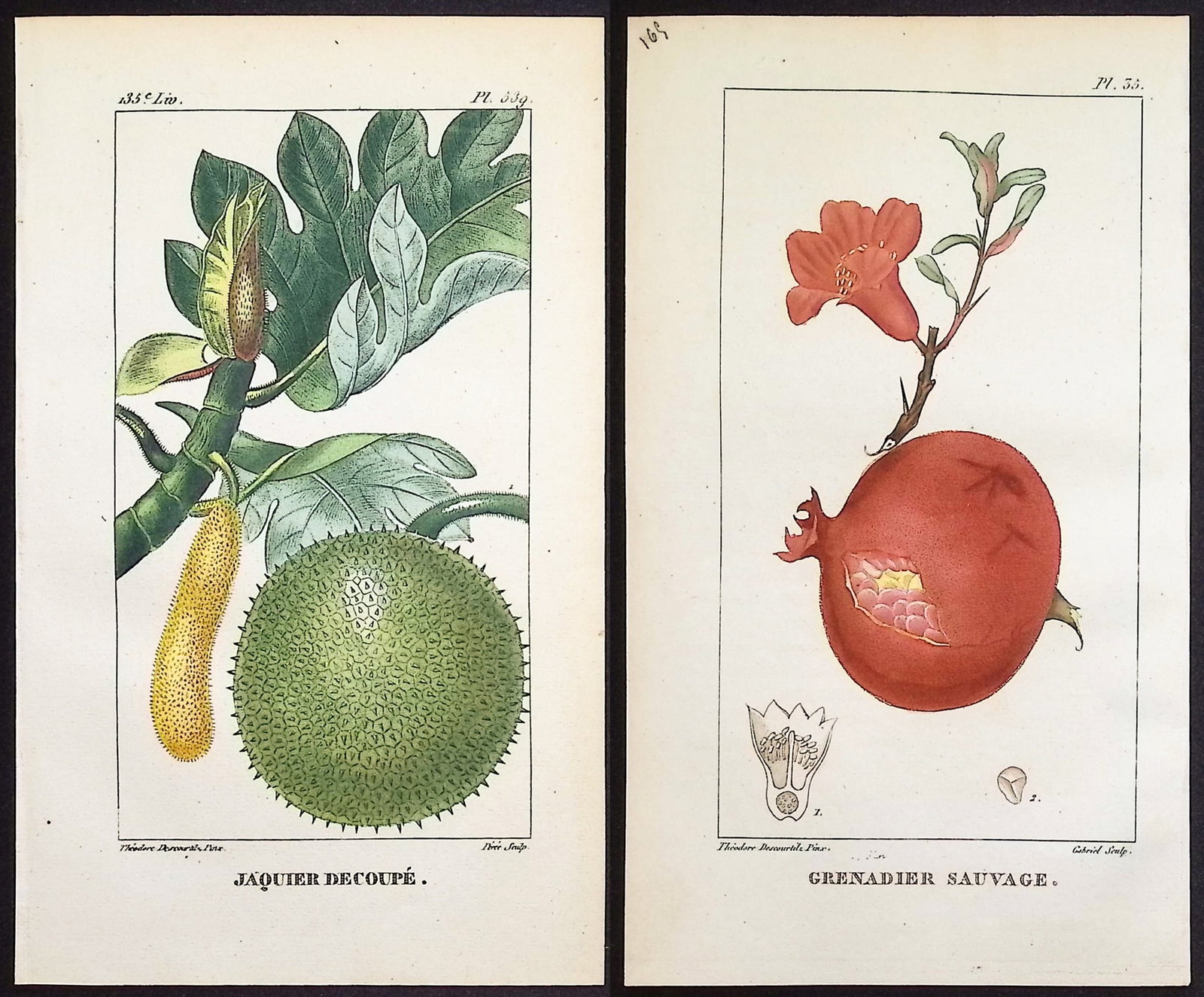 Descourtilz - 4 Botanical Engravings (Pomegranate, Papaya, Potato): This beautiful stipple engraving is from Michel Etienne Descourtilz's Flore Pittoresque et Medicale des Antilles ou histoire naturelle des Plantes usuelles des colonies Francaises, Anglaises, Espagnol