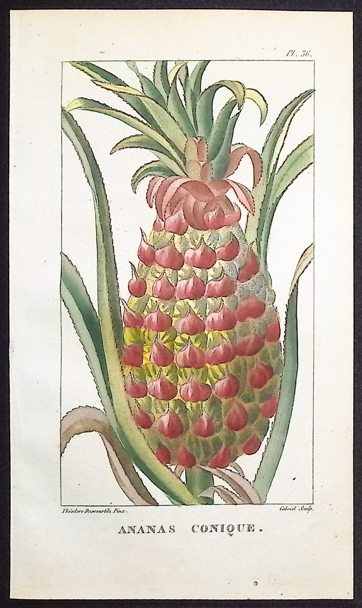 Descourtilz - Pineapple: This beautiful stipple engraving is from Michel Etienne Descourtilz's Flore Pittoresque et Medicale des Antilles ou histoire naturelle des Plantes usuelles des colonies Francaises, Anglaises,