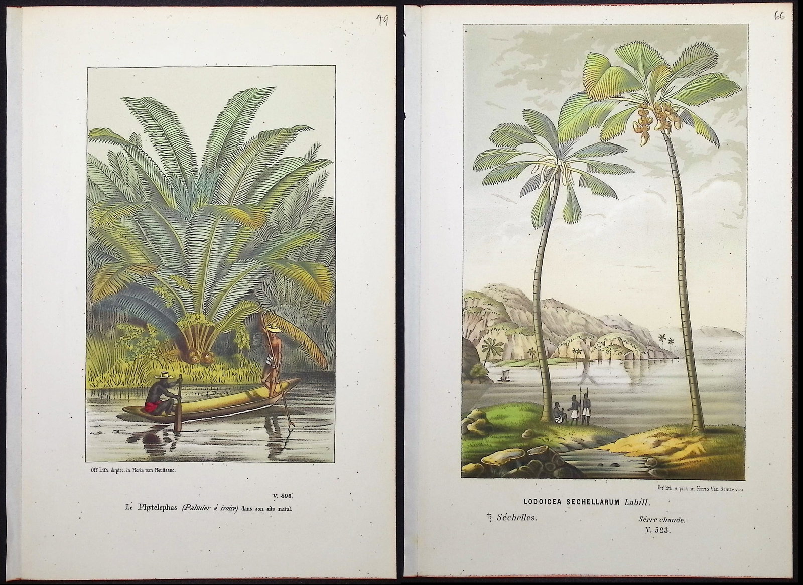 Van Houtte - 4 Palm Tree Prints: This beautiful botanical print comes from Louis Van Houtte's monumental work entitled "Flore des Serres et des Jardins de l'Europe (Flowers of the Greenhouses and Gardens of Europe)" published