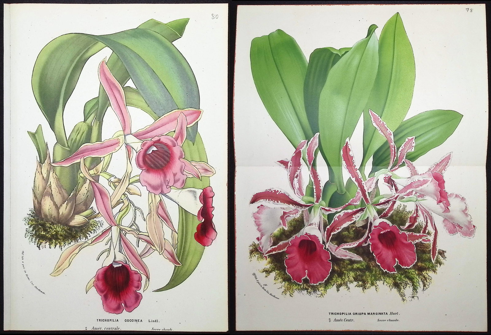 Van Houtte - 6 Orchid Prints: This beautiful botanical print comes from Louis Van Houtte's monumental work entitled "Flore des Serres et des Jardins de l'Europe (Flowers of the Greenhouses and Gardens of Europe)" published
