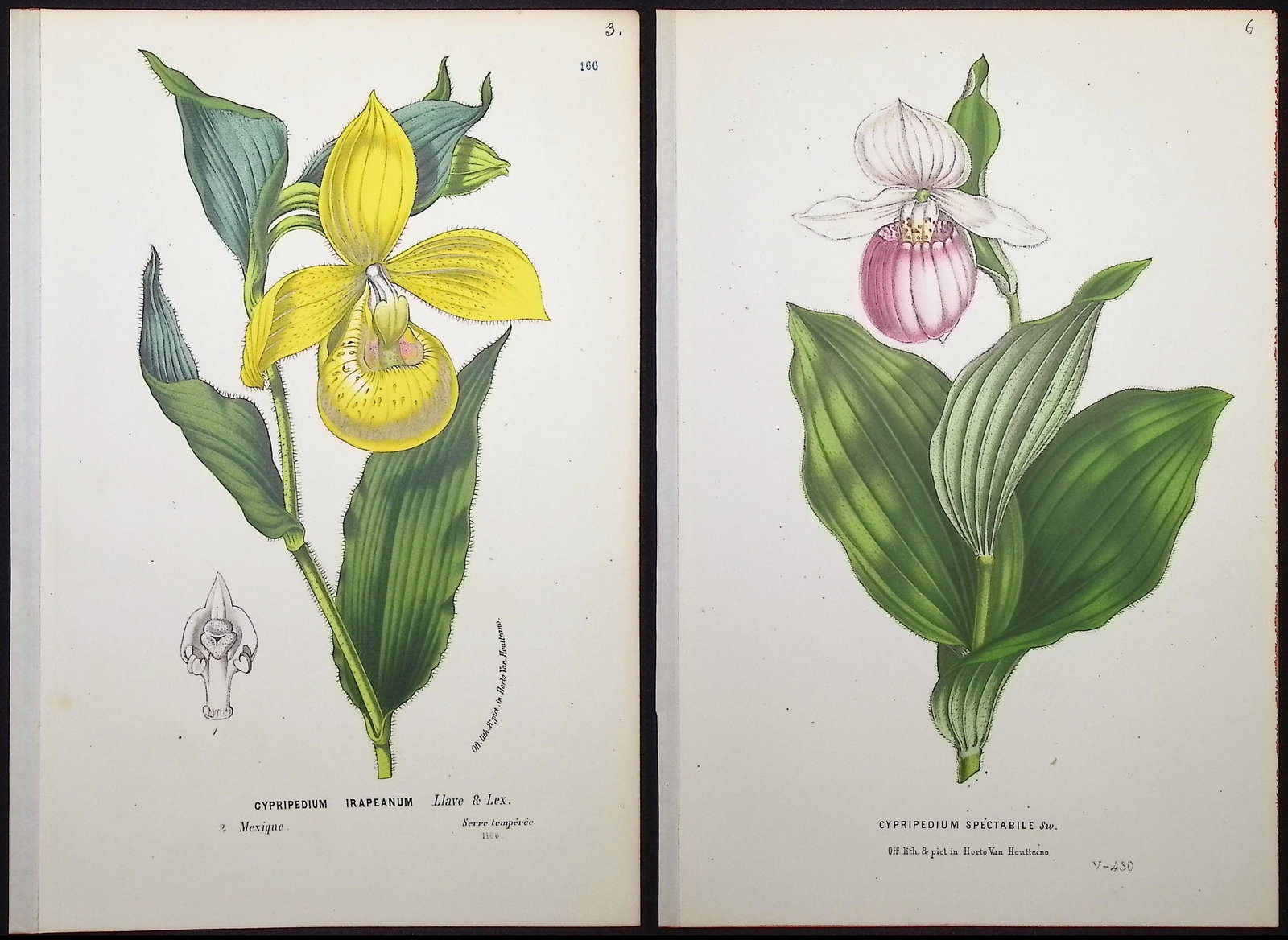 Van Houtte - 4 Lady's Slipper Orchid Prints: This beautiful botanical print comes from Louis Van Houtte's monumental work entitled "Flore des Serres et des Jardins de l'Europe (Flowers of the Greenhouses and Gardens of Europe)" published
