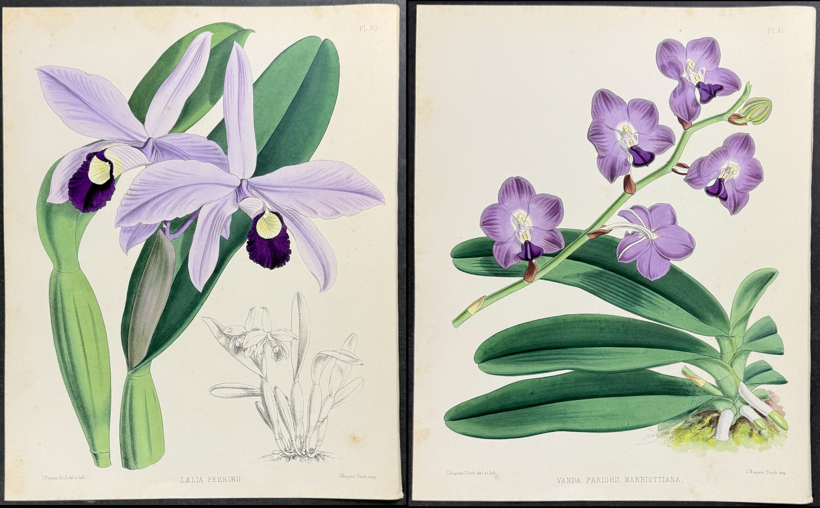 Warner - 6 Orchid Lithographs: Included in this lot: Orchid - Elophia Guineensis Purpurata Orchid - Laelia Anceps Orchid - Cattleya Aclandiae Orchid - Comparettia Macroplectron Orchid - Vanda Parishii Marriottiana Orchid - Laelia